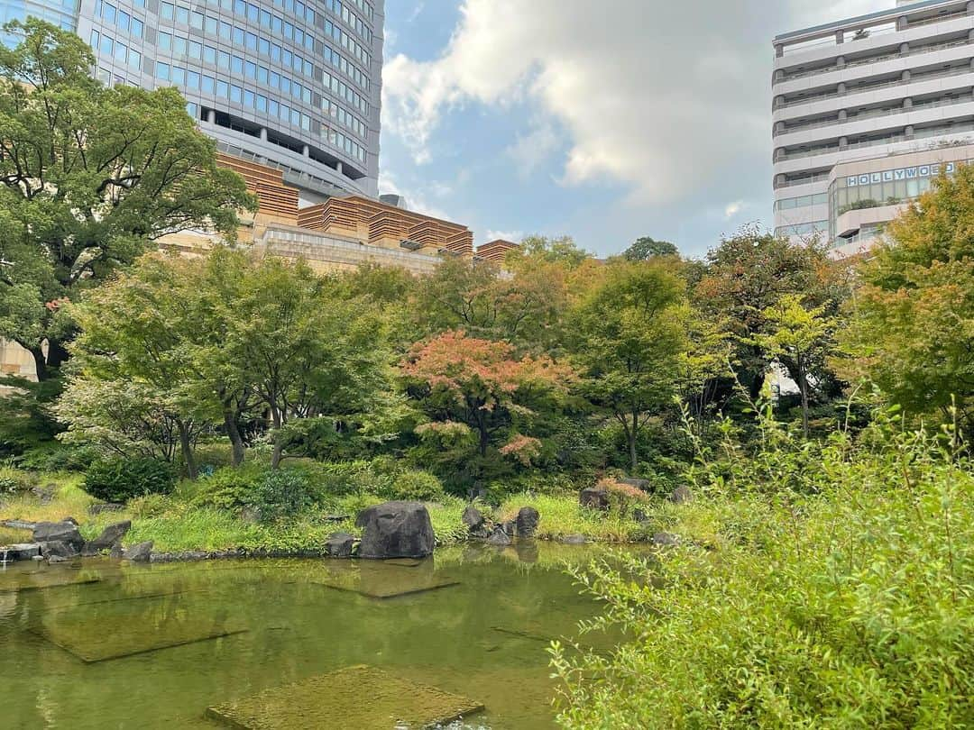 渡辺瑠海さんのインスタグラム写真 - (渡辺瑠海Instagram)「🍁  毛利庭園の紅葉が見頃を迎えています  定期的に様子を見に行っていたのですが だんだん色づいてきたなーと思ったら そこからは一瞬で真っ赤に！  だいぶ雑な定点観測ですが こうして見比べると葉の色づきだけじゃなく 空模様も少し違っていておもしろいですよね  また何か定点観測してみたいなあ🔭  #サンステ #サンデーステーション #お天気コーナー  #きょうのイロドリ #紅葉」12月12日 22時42分 - rumi_watanabe_ex