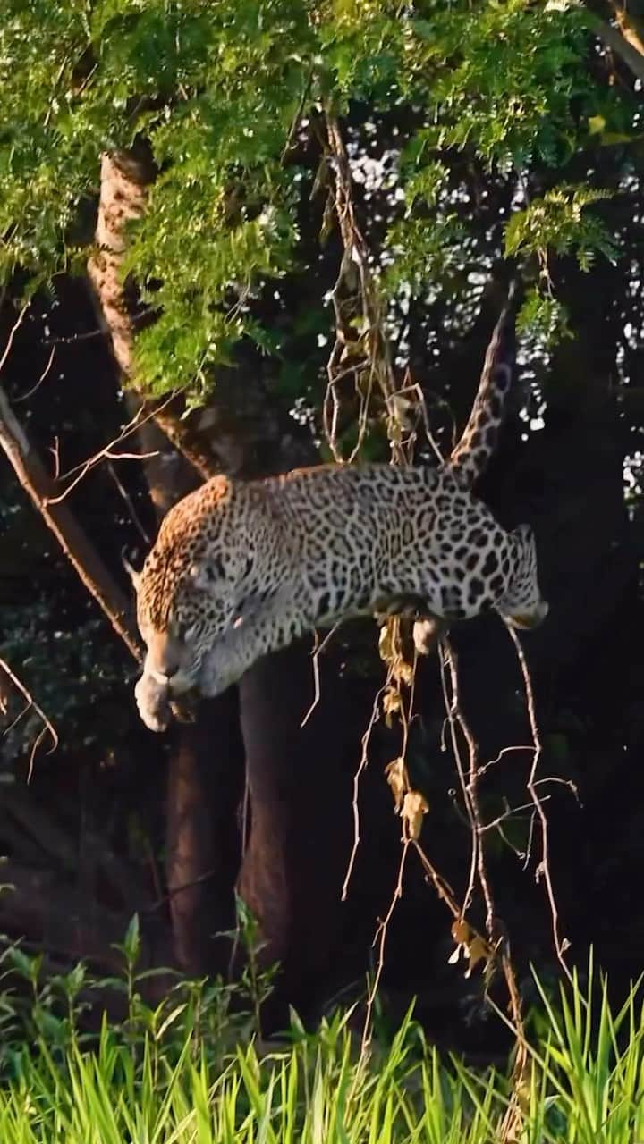 BEAUTIFUL DESTINATIONSのインスタグラム：「Leap into the wild with @henriqueolsen as a majestic jaguar takes a daring plunge in Brazil! 🇧🇷 Using ecotourism as a tool to preserve this endangered species, Henrique organizes tours to observe and photograph these majestic creatures in their natural habitat! 🐆  📽 @henriqueolsen 📍 Pantanal, Mato Grosso, Brazil 🎶 henriqueolsen - Original audio」