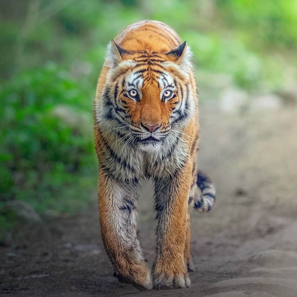 Discoveryのインスタグラム：「Eyes are windows to the soul. 🐯  📷: @neeraj.bantia   #TigerTuesday #India」