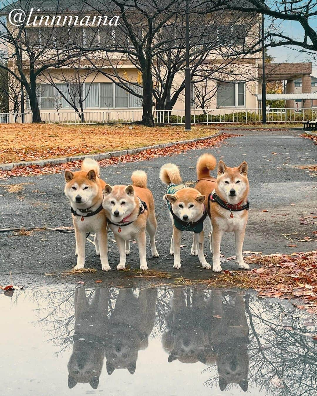 linnmamaのインスタグラム：「雨あがりリフレクション💕〜やっぱり晴れてるほうが散歩は楽しいね😍〜昨日の夜んぽは3本足でカッパ隊頑張った麗👏〜今日は気持ちよく歩けてよかったね😍〜今日も私の手からごはん🍚をしっかり食べました😊〜今できることを精一杯、それで十分‼️〜今日も元気でありがとう❣️ ＊ ＊ ＊ #柴犬#dog #柴犬凜の勇気凜々every day #shibastagram #my_eos_photo #eosr6 #eosr10  #ドッグフォトグラファーズ #iphone12 #iphone12promax  #2024凜ファミリーカレンダー発売中 #プロフィール欄からどうぞ #Amazon、楽天でも販売中」