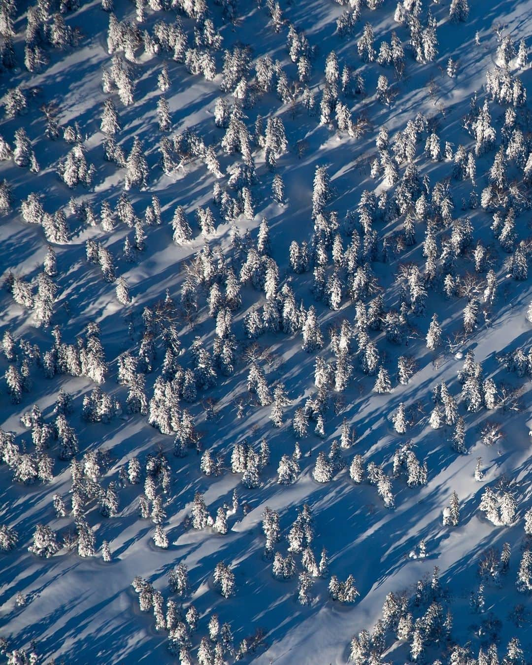 National Geographic Travelさんのインスタグラム写真 - (National Geographic TravelInstagram)「Photos by @michaelyamashita | White birch trees blend into a backdrop of snow, in Daisetsuzan, Japan. Here, they're called shirakaba—from "shira" (white) and "kaba," which is the combined kanji for "wood" and "beauty," adding a poetic touch that perfectly describes Hokkaido's Japanese birch forests throughout all seasons.」12月13日 2時00分 - natgeotravel