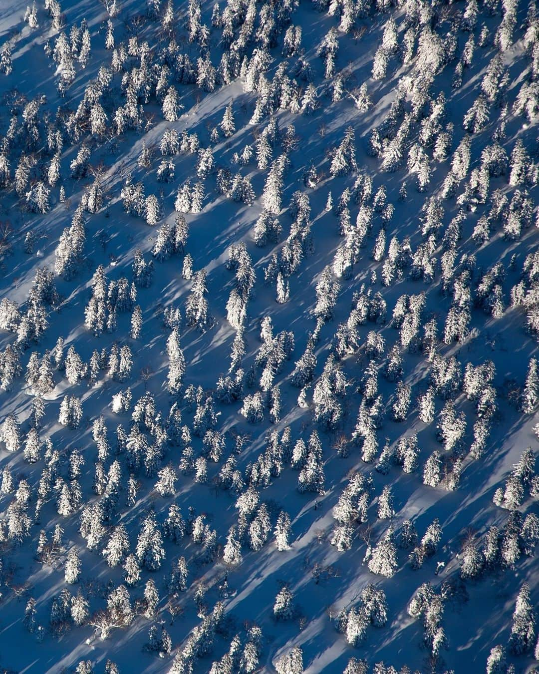 National Geographic Travelさんのインスタグラム写真 - (National Geographic TravelInstagram)「Photos by @michaelyamashita | White birch trees blend into a backdrop of snow, in Daisetsuzan, Japan. Here, they're called shirakaba—from "shira" (white) and "kaba," which is the combined kanji for "wood" and "beauty," adding a poetic touch that perfectly describes Hokkaido's Japanese birch forests throughout all seasons.」12月13日 2時00分 - natgeotravel