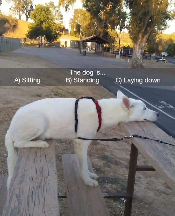 9GAGさんのインスタグラム写真 - (9GAGInstagram)「All of the above  - #dog #multiplechoice #memes #9gag」12月13日 2時03分 - 9gag