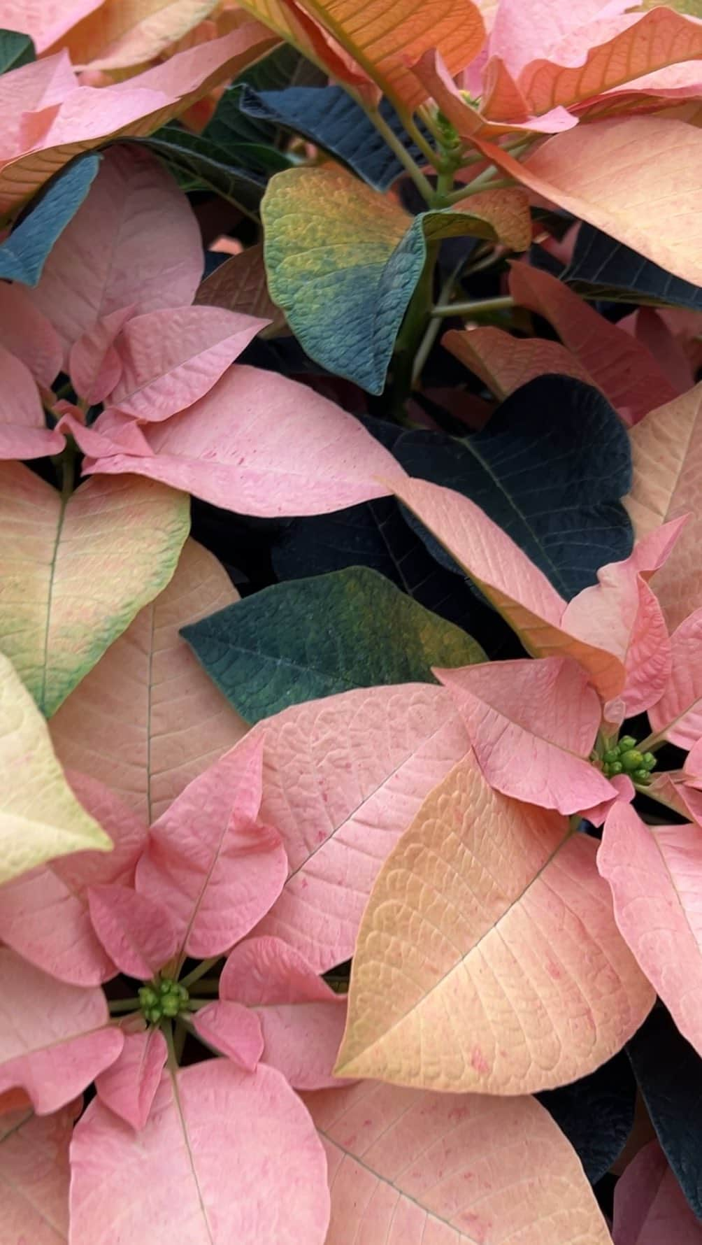 スミソニアン博物館のインスタグラム：「Let’s celebrate National Poinsettia Day!   These beautiful red poinsettias (Euphorbia pulcherrima) growing in the Smithsonian Gardens greenhouses and displayed in the Smithsonian museums are native to Mexico and Central America. They are known by several different names, including Cuetlaxochitl by the Aztecs, Crown of the Andes in Chile and Peru, La Flor de la Nochebuena in Guatemala, and Flor de Pascua or Easter Flowers in Spain. The Mayans and Aztecs used the poinsettia both as a medicinal and dye plant. The poinsettia is named after Joel Roberts Poinsett, an American botanist and physician. As the first U.S. Ambassador to Mexico, he introduced the plant to the United States in 1828.    Years later, Paul Ecke in California perfected the art of propagating the poinsettia by cuttings, which led to a surge in popularity in the U.S. in the mid 1950s. Today there are over 100 varieties of poinsettias available commercially; however red is still the most popular choice. Which color is your favorite?   ¡Celebremos el Día Nacional de la Poinsettia!   Estas hermosas flores de Pascua (Euphorbia pulcherrima) que crecen en los invernaderos de los Jardines Smithsonian y que también se exhiben en los museos de la institución, son nativas de México y Centroamérica. Se les conoce con varios nombres diferentes, incluido Cuitlaxochitl por los aztecas, corona de los Andes en Chile y Perú, la flor de la Nochebuena en Guatemala y flor de Pascua en España. Los mayas y los aztecas utilizaban la flor de pascua como planta medicinal y colorante. La flor de pascua o poinsettia lleva el nombre de Joel Roberts Poinsett, un botánico y médico estadounidense. Como primer embajador de Estados Unidos en México, Poinsett introdujo la planta a Estados Unidos en 1828.   Años más tarde, Paul Ecke en California perfeccionó el arte de propagar la flor de pascua mediante esquejes, lo que provocó un aumento de su popularidad en los Estados Unidos a mediados de la década de 1950. Hoy en día existen más de 100 variedades de poinsettias disponibles comercialmente; sin embargo, la roja sigue siendo la opción más popular. ¿Cuál es tu color favorito?」