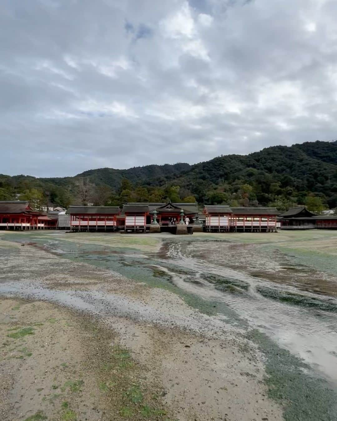 川田御早希のインスタグラム：「広島の厳島神社☆干潮前の大鳥居の様子 嚴島神社には鹿がたくさんいて、干潮前の干上がった浜辺で海藻を食べている鹿も見られました！  #嚴島神社 #宮島  #プレアデス #鹿」