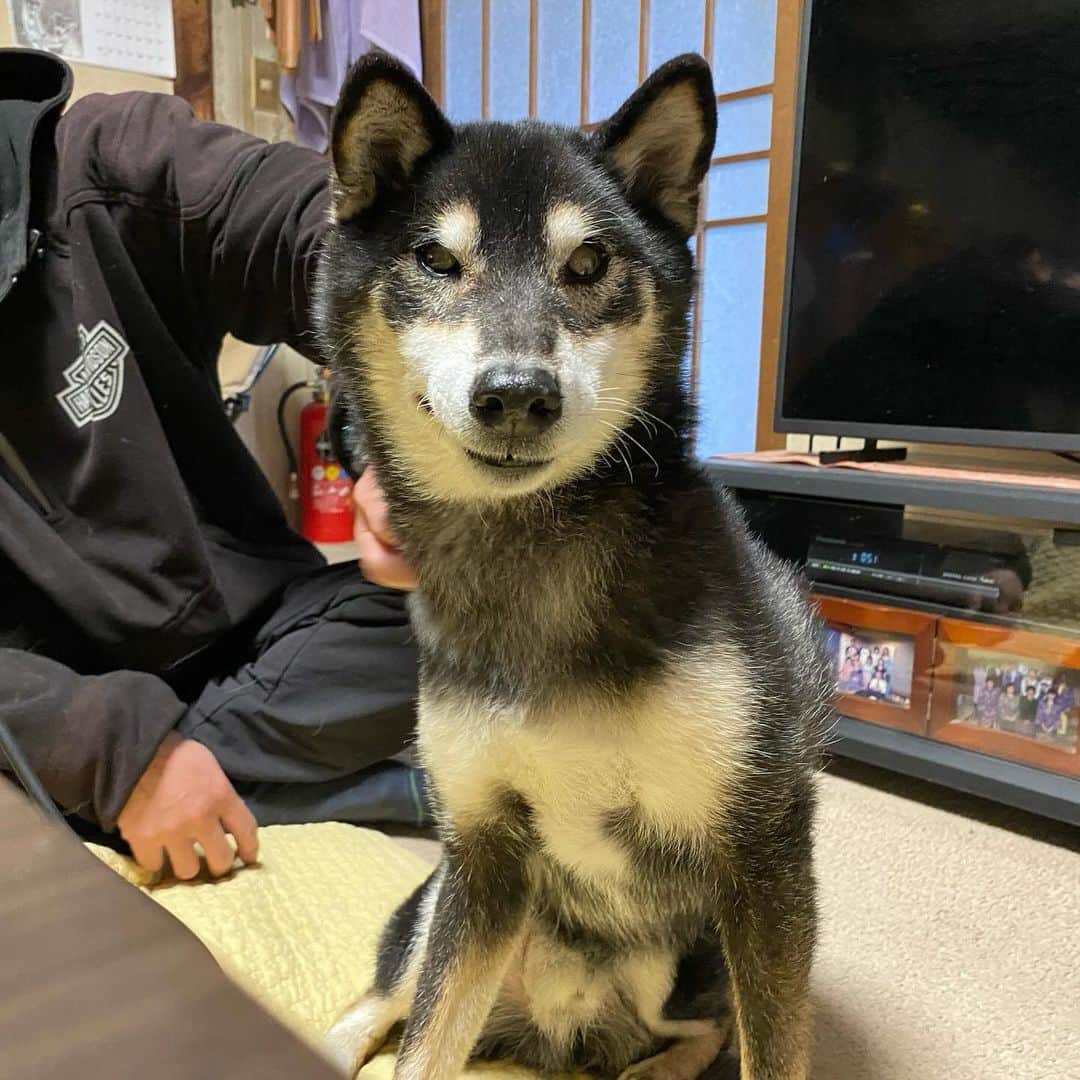 がんちゃんのインスタグラム：「あ〜そこそこ！」