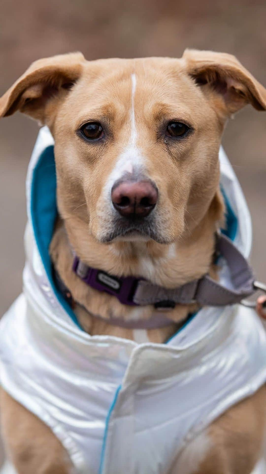 The Dogistのインスタグラム：「Cannoli, Sato mix (1 y/o), Fort Greene Park, Brooklyn, NY • “I have a Google Home, and I’ll always ask what the weather is. When she hears that, she walks up, and when it says what the weather is, she’s like, it’s time to go outside! There was a time when she barked at runners, and then she barked at people walking too slowly. We’re on the same dose of anxiety medication. She also has chronic health issues, and I was pretty sick last year. She helped me get through some really tough times physically and mentally. She was my support and I was hers. A lot of people say they want a dog just like her, and I’m like, you should rescue! All the street dogs kind of look like her.” @noli_thesato, a rescue via @animal_lighthouse」