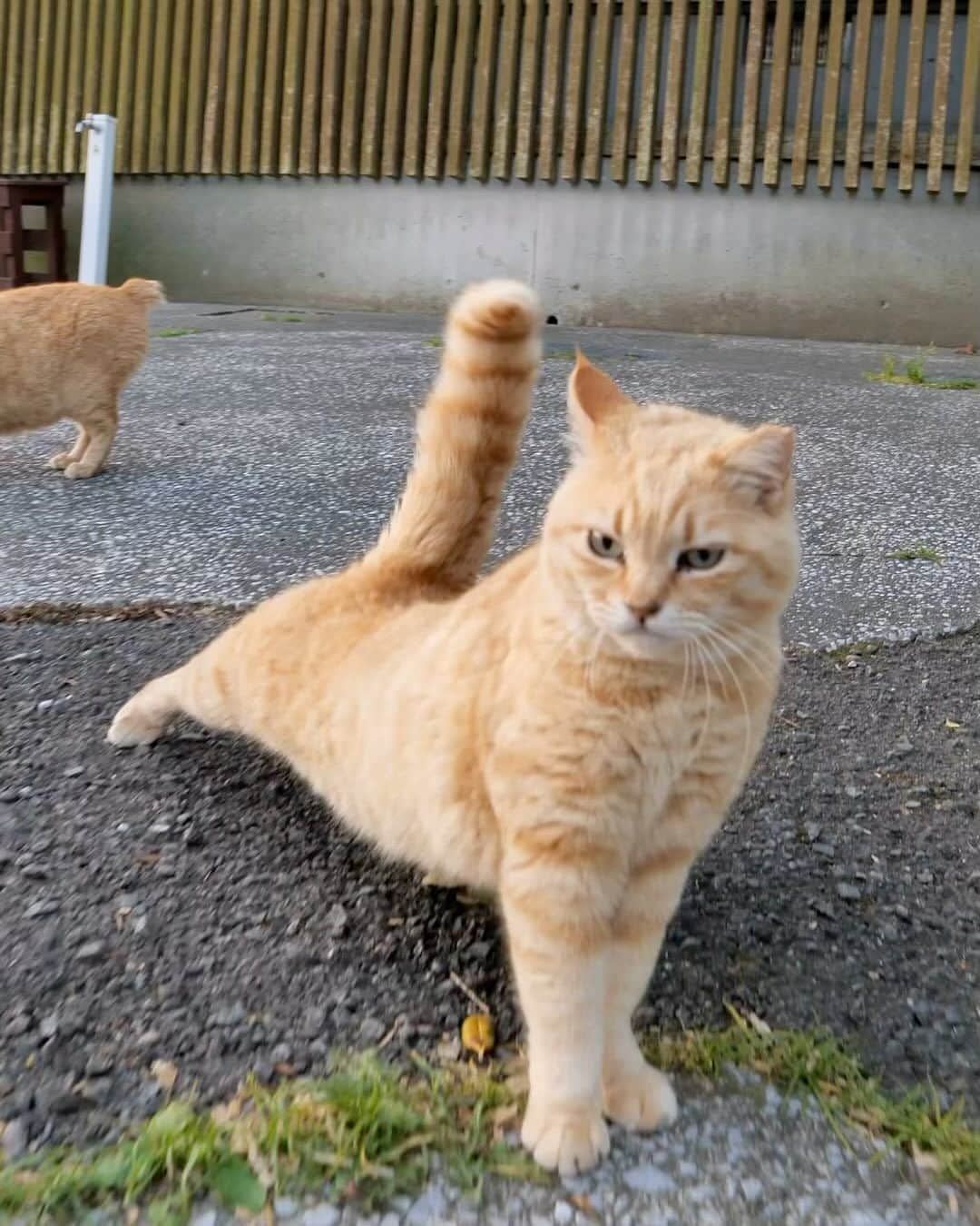 simabossnekoのインスタグラム：「・ のび〜〜〜っ❣️ Yoga time✨ Swipeしてね←←🐾  ※写真は「さちカレンダー2024」より。  \ 在庫が少なくなってきた作品も/ カレンダーの購入をご予定の方はお早めに🐾  🐱カレンダーラインナップ 【さちカレンダー2024】 ・愛らしい島猫"さち"の姿をおさめています🗓️ ・枚数28枚(両面仕様 計56面) ・初の"週めくり"カレンダー✨ 卓上B6 ●minne、メルカリShops内"simabossneko's shop"にて  ※大分・深島公式サイト、Cafeむぎでも数量限定で販売中🐾  ・ 【ほっこり島猫週めくりカレンダー2024】 ・53週、ふくふく仲良し。選りすぐりの島猫たちがいっぱい🙌 ・枚数28枚(両面仕様 計56面)の週めくりカレンダー ・六曜、祝日付き 卓上B6 ●minne、メルカリShops内"simabossneko's shop"にて  ・ 【なかよしすぎる島猫カレンダー2024】 ・MdNコーポレーション製作 ・六曜、二十四節気、雑節、朔望（月相）、イベント、前後月掲載 ・自由に書き込めるフリースペースを用意 ・サイズ：縦30×横40cm（展開時60×40cm） ◎壁掛月めくり ●Amazon、楽天ブックス等にて  ・ 【ほっこりゆったり毎日島猫日めくりカレンダー2024】 ・翔泳社製作 ・毎日違う島猫の写真が楽しめる366日！ ・お散歩、昼寝、仲良し、じゃれ合いなどなど、様々なシーンを掲載 ・縦100×横140mm、天糊綴じ、370P、スタンド付き ◎卓上日めくり ●Amazon、楽天ブックス等にて  ・ 【日なたぼっこ猫だよりカレンダー2024】 ・アクティブコーポレーション製作 ・毎年好評のシリーズ。のんびりだらだらな猫たちが、癒しと、人生をちょっとよく生きるメッセージを送ります。 （カレンダー内には 7枚、simabossnekoの写真が採用されています）  ◎卓上月めくり、壁掛月めくりの2タイプ ●ハンズ、アクティブコーポレーション公式ショップ等にて  ☆毎日島猫日めくりカレンダーと日なたぼっこ猫だよりは、さちカレンダーや島猫週めくりカレンダーとのセットを、simabossneko's shopにて販売中✨  ★minne、メルカリShopsへは @simabossneko または @p_nyanco22 のプロフィールリンクからご覧いただけます。  🔍メルカリは、アプリ立ち上げ後「simabossneko's shop」で検索してみてください。  👉ストーリーハイライトにも、ショップへのリンク(minne)があります。そちらも是非ご覧ください。  ・ 2024calendars🗓️ Our stock is limited, so you should act now before it is too late!  ●Island Cats Weekly Calendar 2024 53weeks, A lot of selected island cats photos❣️  ●Sachi Weekly Calendar 2024 It is a calendar that shows the lovely island cat "Sachi"💓  These are desktop, B6 size. 28 sheets (56 sides in total with double-sided specifications) Weekly calendar.   We also sell a great set with “Hinatabokko Nekodayori Calendar” and “366days Island cats Day to Day Calendar” 🐾  The 2024 calendars are sold at minne "simabossneko's shop"  ●Shop URL https://minne.com/＠simabossneko  🇺🇸🇰🇷🇹🇼🇭🇰🇦🇺🇫🇷🇩🇪🇮🇹etc. It is possible to purchase and ship the works from overseas. ※ Shipping fee will be charged separately.  You can reach the shop from the profile link of @simabossneko or @p_nyanco22   And, Story highlights also have a link to the shop. Please take a look there too.  ・ #しまねこ #島猫 #ねこ #猫写真 #cats_of_world #catloversclub #pleasantcats #catstagram #meowed #ig_japan #lumixg9」