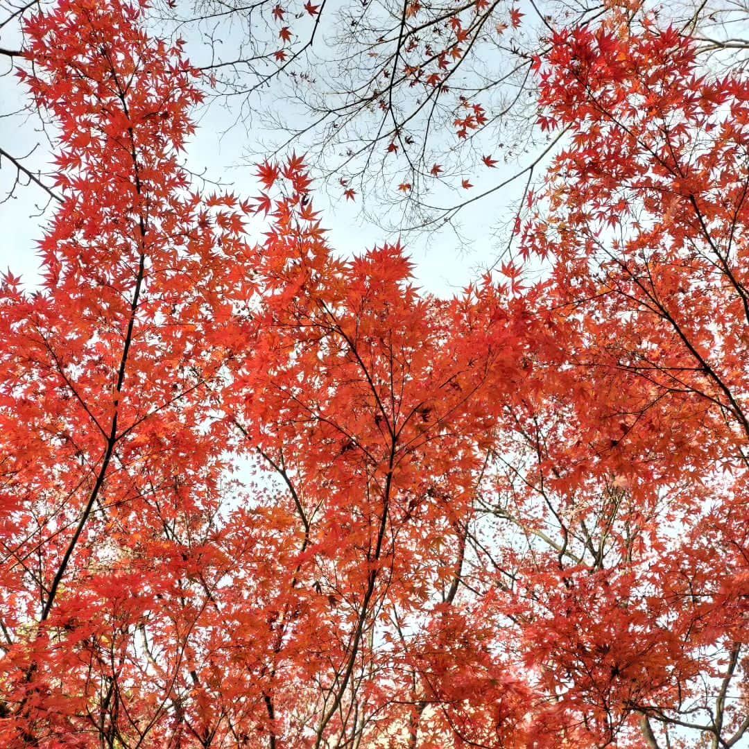 千種ゆり子のインスタグラム：「. . . #紅葉  #学会 で訪れた #大阪大学 にて」