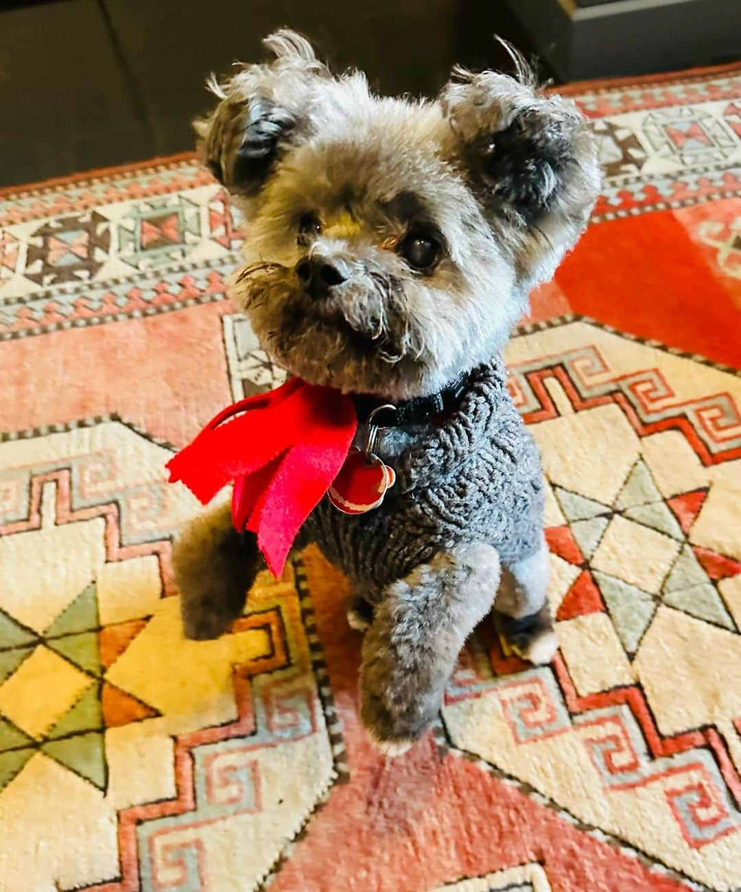 キャリー・プレストンのインスタグラム：「Groomed and ready for the holiday treats #Chumley🎄🎅🏼🐶」