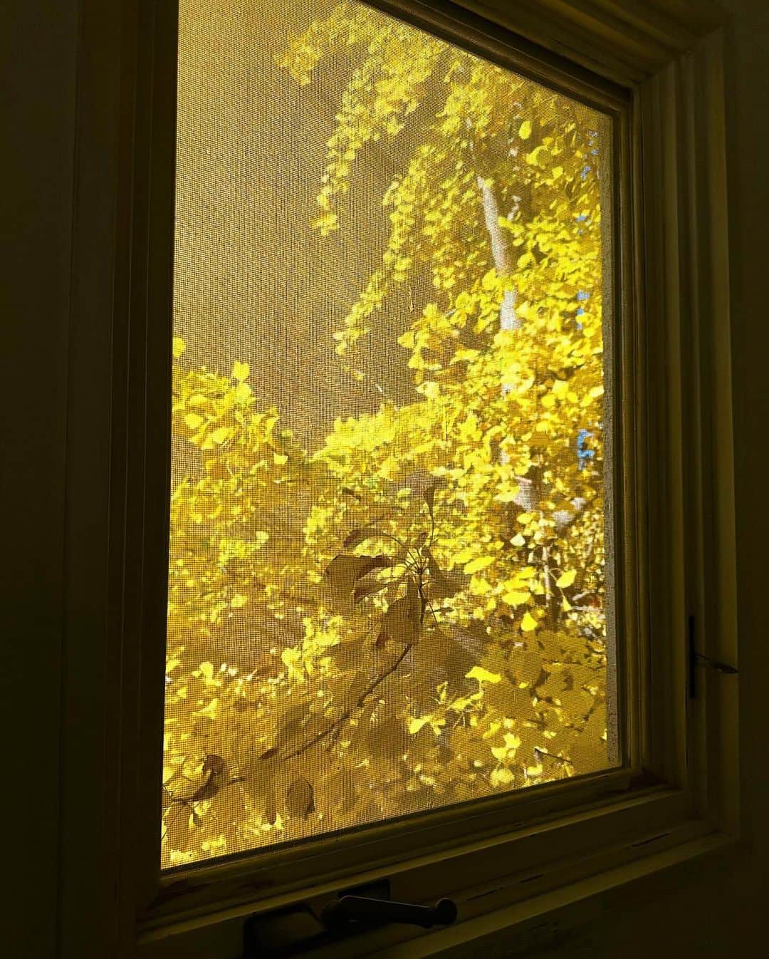 唐津裕美さんのインスタグラム写真 - (唐津裕美Instagram)「この季節、黄葉した眩しいくらいに黄金に輝く葉っぱたちがほんとにキレイ🍂🍁✨✨✨  キッチンの天窓から見えるエノキ 2階の窓から見えるイチョウ  #truck天窓 #truck東の空」12月13日 9時49分 - h_i_r_i_n_k_o