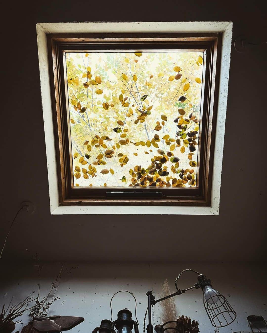唐津裕美のインスタグラム：「この季節、黄葉した眩しいくらいに黄金に輝く葉っぱたちがほんとにキレイ🍂🍁✨✨✨  キッチンの天窓から見えるエノキ 2階の窓から見えるイチョウ  #truck天窓 #truck東の空」