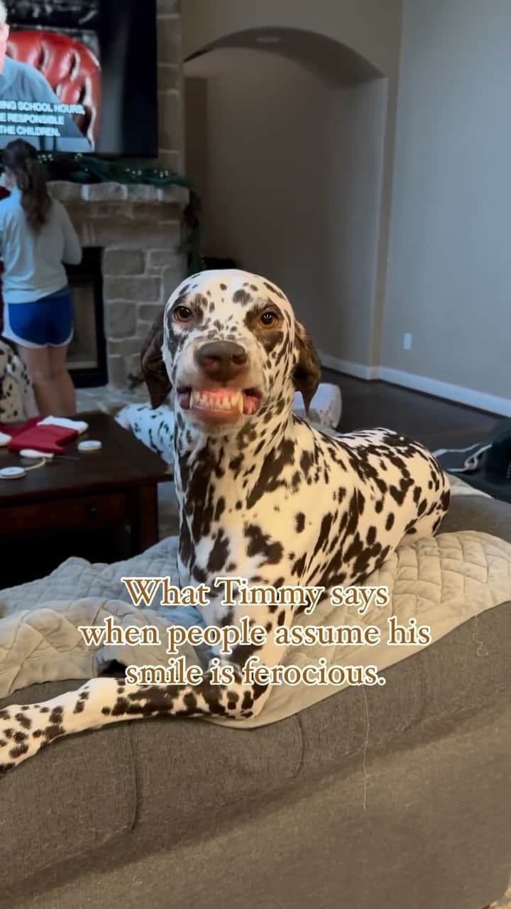 DogsOf Instagramのインスタグラム：「A smile that lights up the room like cheese 🌕 @jackson_the_dalmatian 🥹 Double tap if you agree !  . . #dogsmile #dogsofinstagram #tripawd #happydoggo」