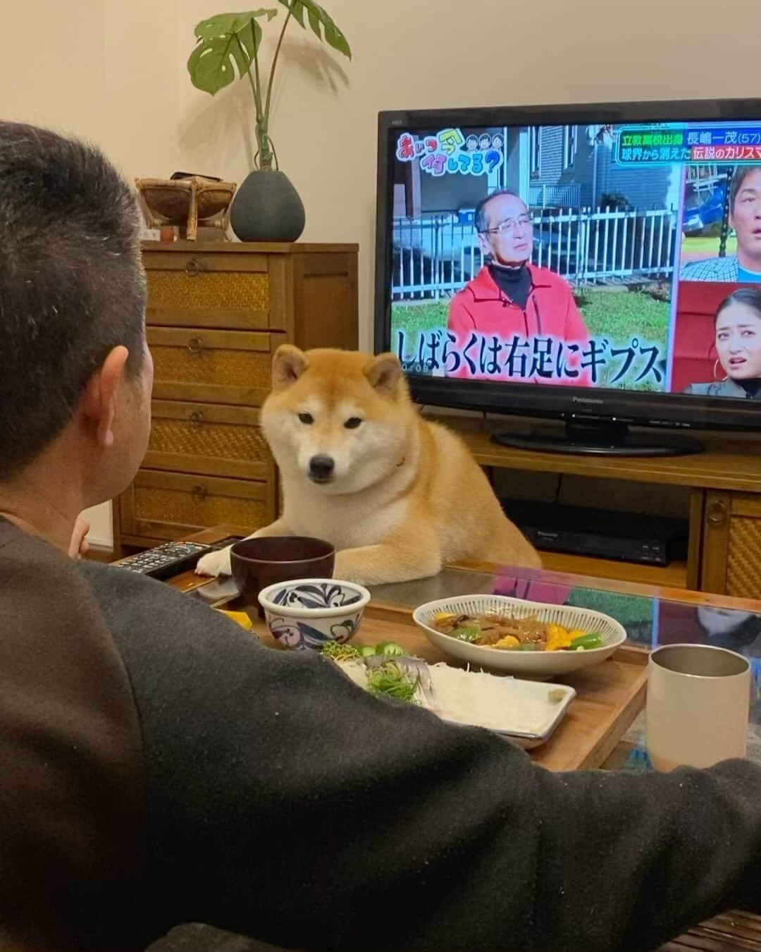 柴犬小雨のインスタグラム