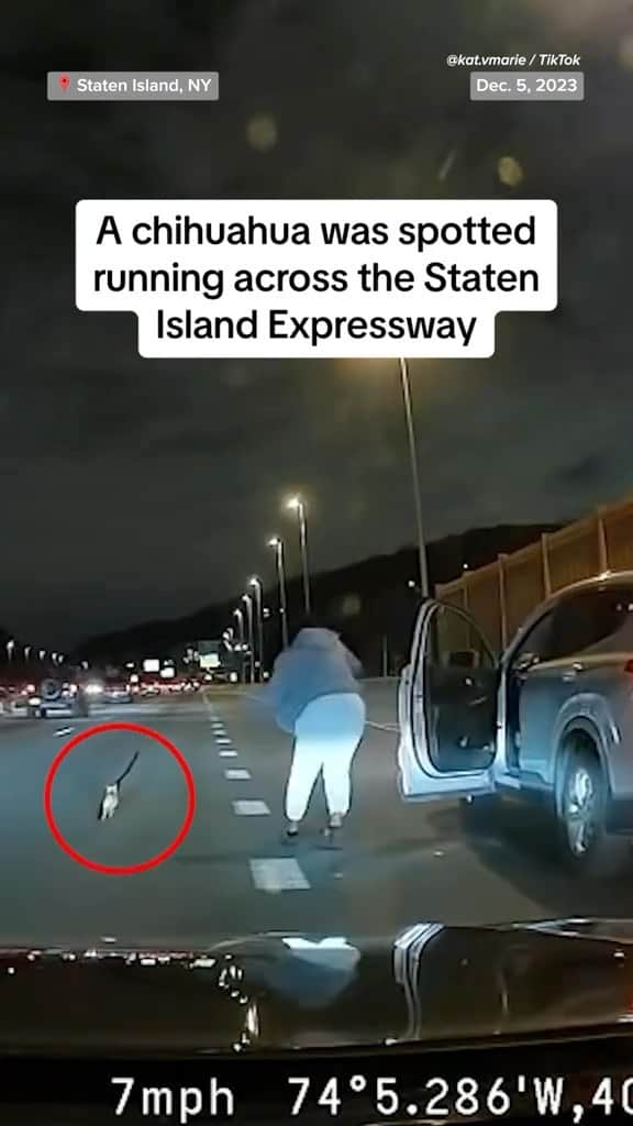 NBC Newsのインスタグラム：「A chihuahua running loose on the Staten Island Expressway was corralled and captured by a group of motorists, and then returned to its owner.」