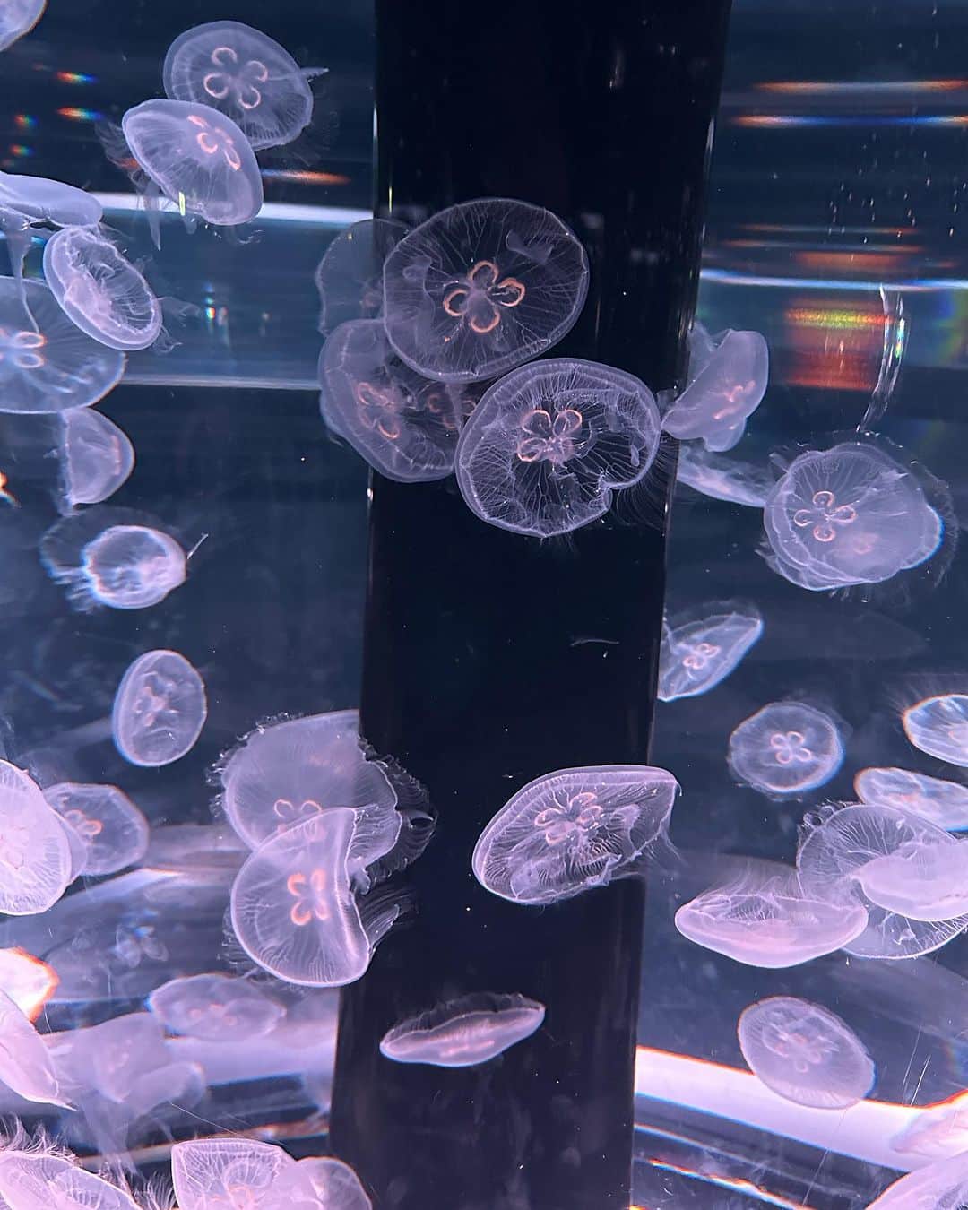小堀遥功さんのインスタグラム写真 - (小堀遥功Instagram)「水族館で1番好きなのクラゲ、海水浴で1番嫌いなのクラゲ🪼」12月13日 23時18分 - k.hulk86