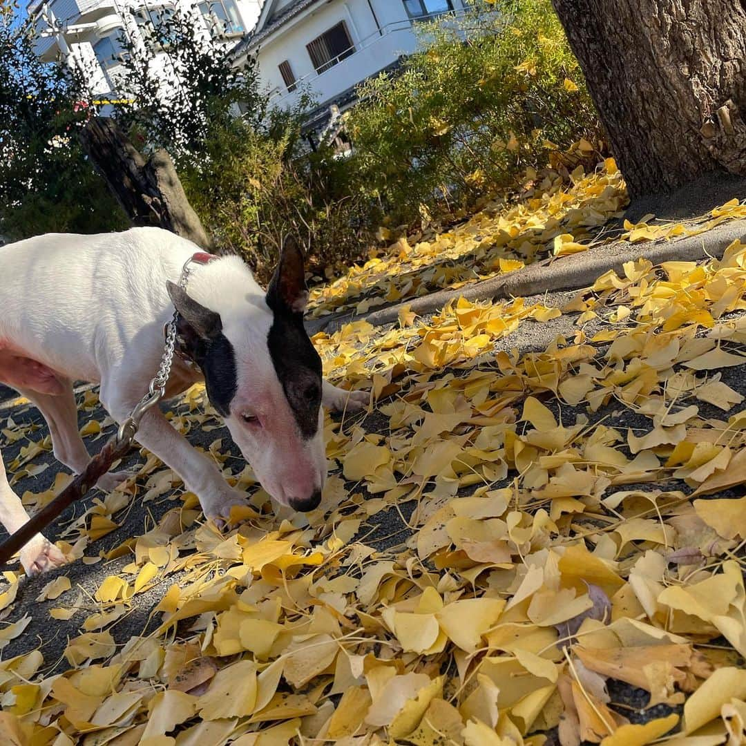 Q太郎さんのインスタグラム写真 - (Q太郎Instagram)「#minituru#bull#terrier#minibullterrier#miniturubullterrier#dog#dogstagram#cute#qtaro#love#family#ミニチュア#ブルテリア#ミニチュアブルテリア#Q太郎」12月13日 15時39分 - qtaro.jun