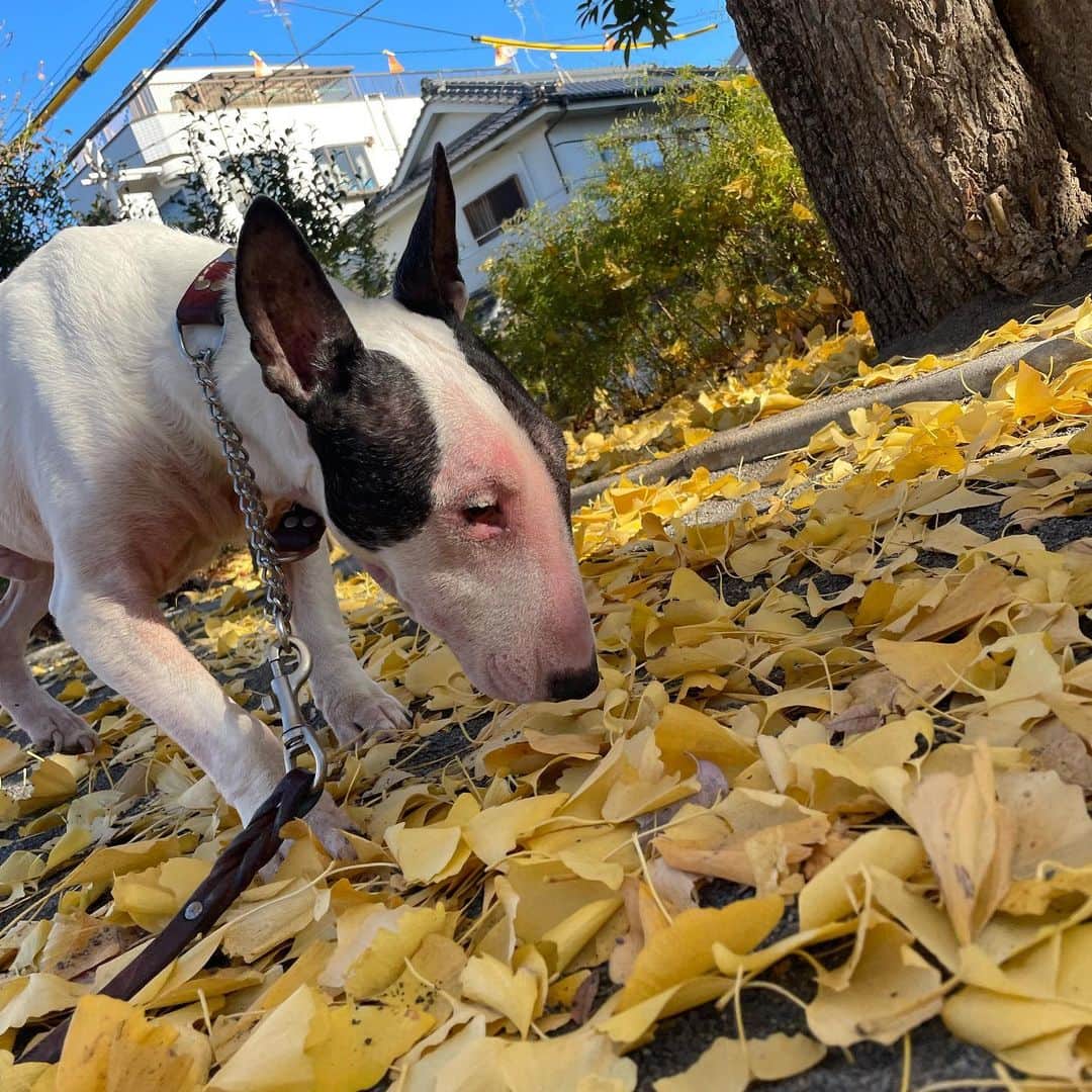 Q太郎さんのインスタグラム写真 - (Q太郎Instagram)「#minituru#bull#terrier#minibullterrier#miniturubullterrier#dog#dogstagram#cute#qtaro#love#family#ミニチュア#ブルテリア#ミニチュアブルテリア#Q太郎」12月13日 15時39分 - qtaro.jun