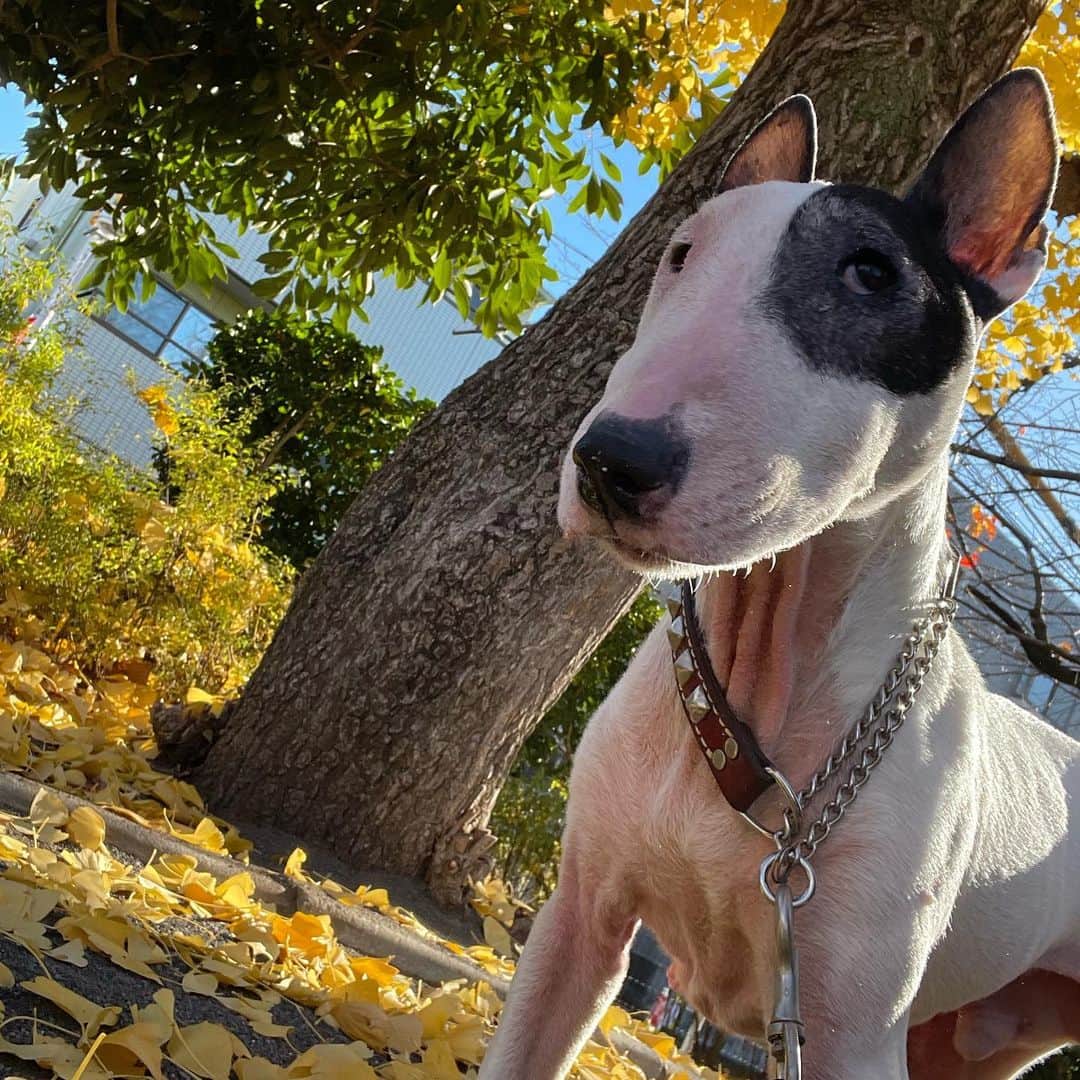 Q太郎さんのインスタグラム写真 - (Q太郎Instagram)「#minituru#bull#terrier#minibullterrier#miniturubullterrier#dog#dogstagram#cute#qtaro#love#family#ミニチュア#ブルテリア#ミニチュアブルテリア#Q太郎」12月13日 15時39分 - qtaro.jun