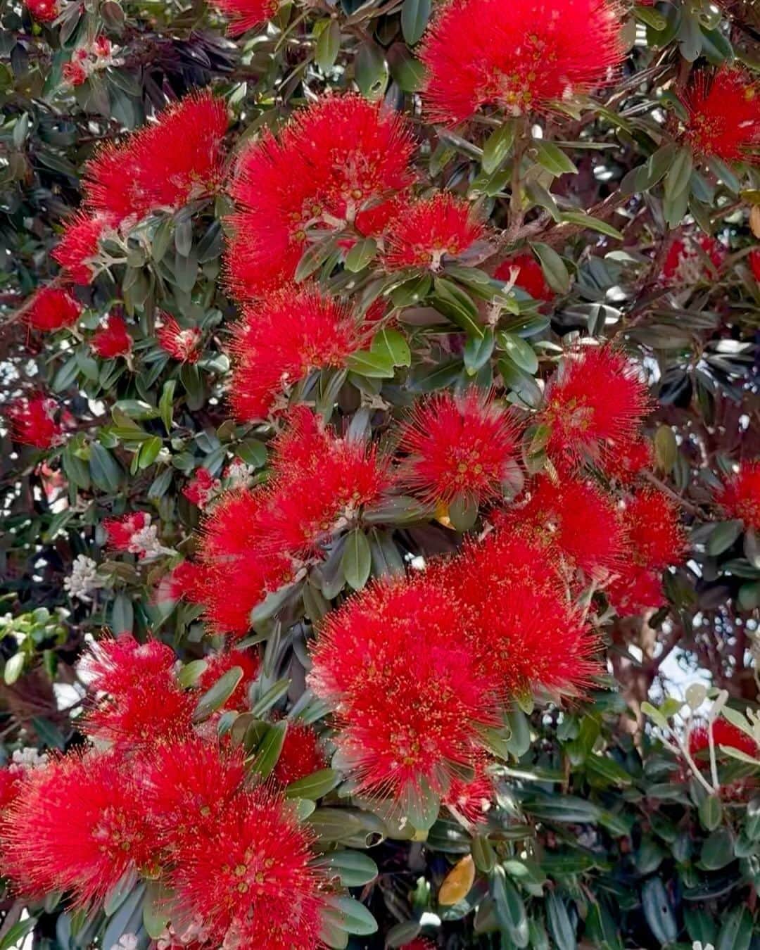 絢香のインスタグラム：「この季節になると街中に咲くポフツカワの花 クリスマスの時期を知らせるように真っ赤な花を咲かせるから、ニュージーランドのクリスマスツリーって呼ばれてるんだって🎄  すごい綺麗だから みんなにもシェア🤲🏻  #Christmas #pohutukawa」