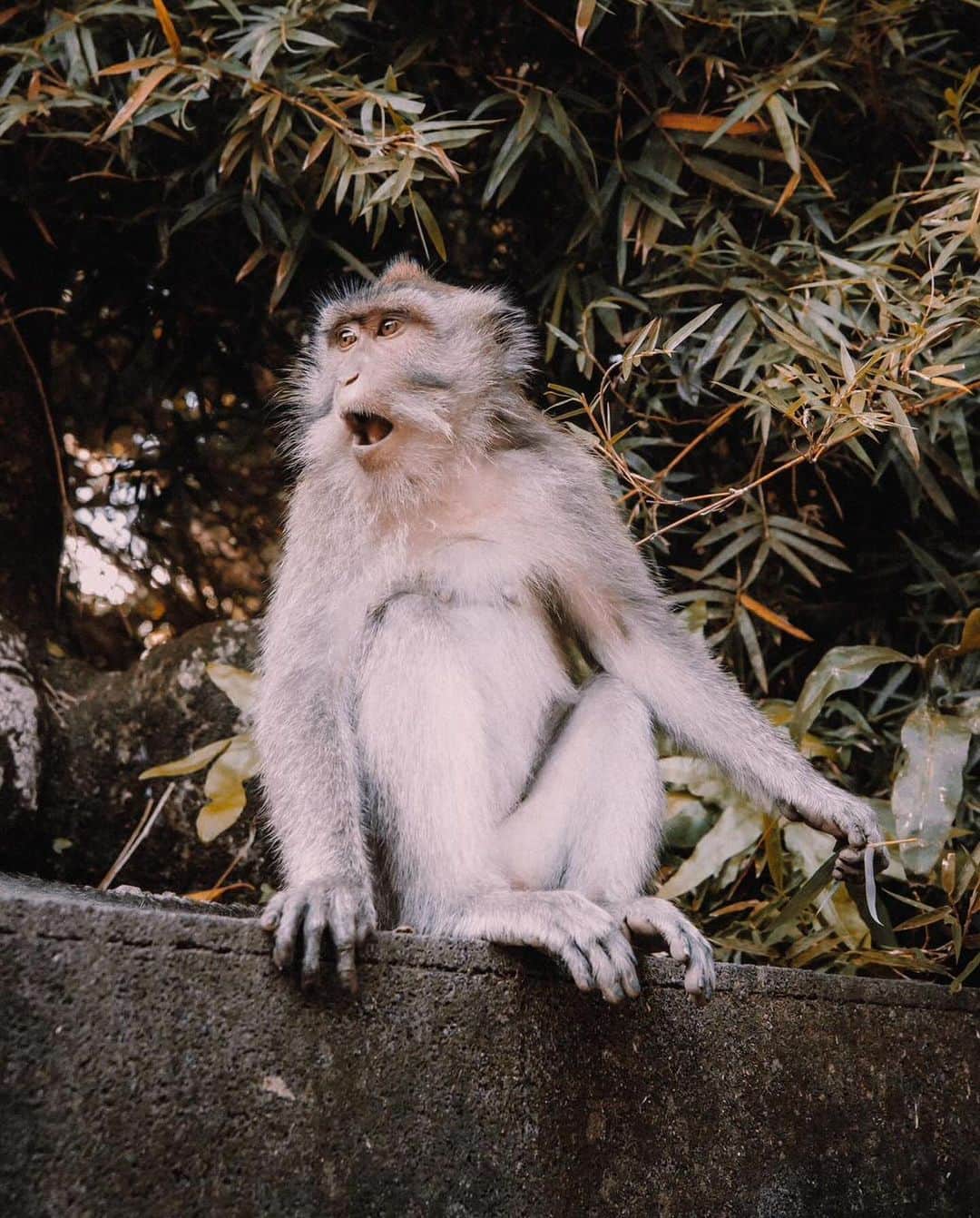 スティーヴ・アオキさんのインスタグラム写真 - (スティーヴ・アオキInstagram)「Monkeying around in Bali 🙈」12月13日 15時56分 - steveaoki