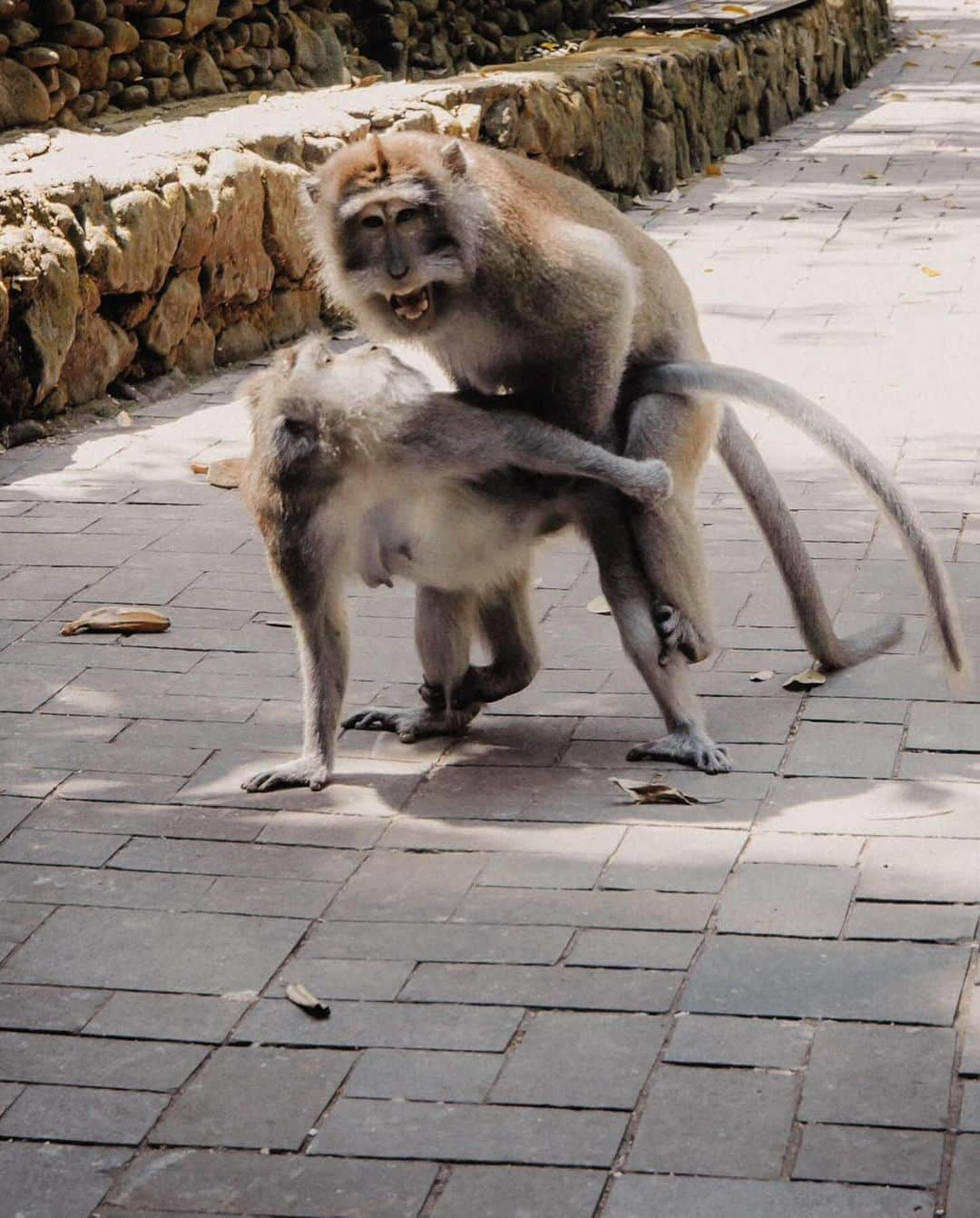 スティーヴ・アオキさんのインスタグラム写真 - (スティーヴ・アオキInstagram)「Monkeying around in Bali 🙈」12月13日 15時56分 - steveaoki