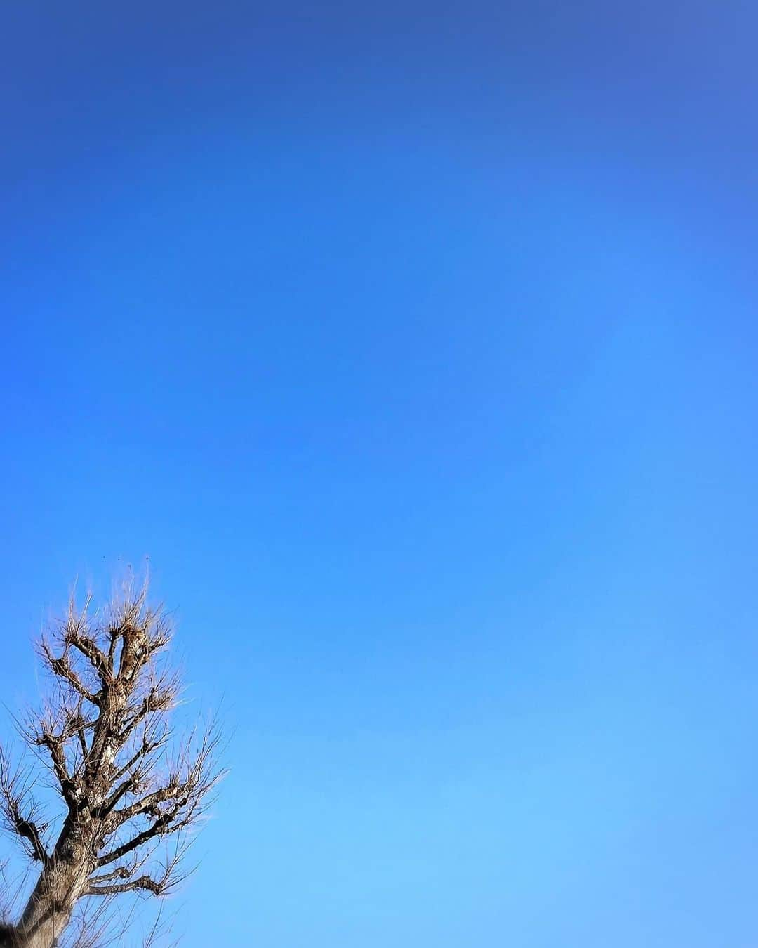 藤澤ノリマサさんのインスタグラム写真 - (藤澤ノリマサInstagram)「* 雲ひとつない空。  空気がすんでる。 日中は窓を開けてても寒くない。  本当に今、12月？  【コンサート公演情報】 BSフジ主催「藤澤ノリマサ 15th Anniversary Concert～eternità～」  〈東京〉紀尾井ホール 2024年1月7日（日）開場13:30／開演14:00  〈大阪〉住友生命いずみホール 2024年1月20日（土）開場13:30／開演14:00  詳細はプロフィールのリンクからご覧ください🔗  #桑山哲也 さん #福長雅夫 さん #森丘ヒロキ さん #藤澤ノリマサ #コンサート #絶対に #来ないと #損するよ #会場で #お待ちしてます #来てね #すんだ空気 #雲ひとつない #イマソラ  *」12月13日 16時10分 - fujisawa_0308