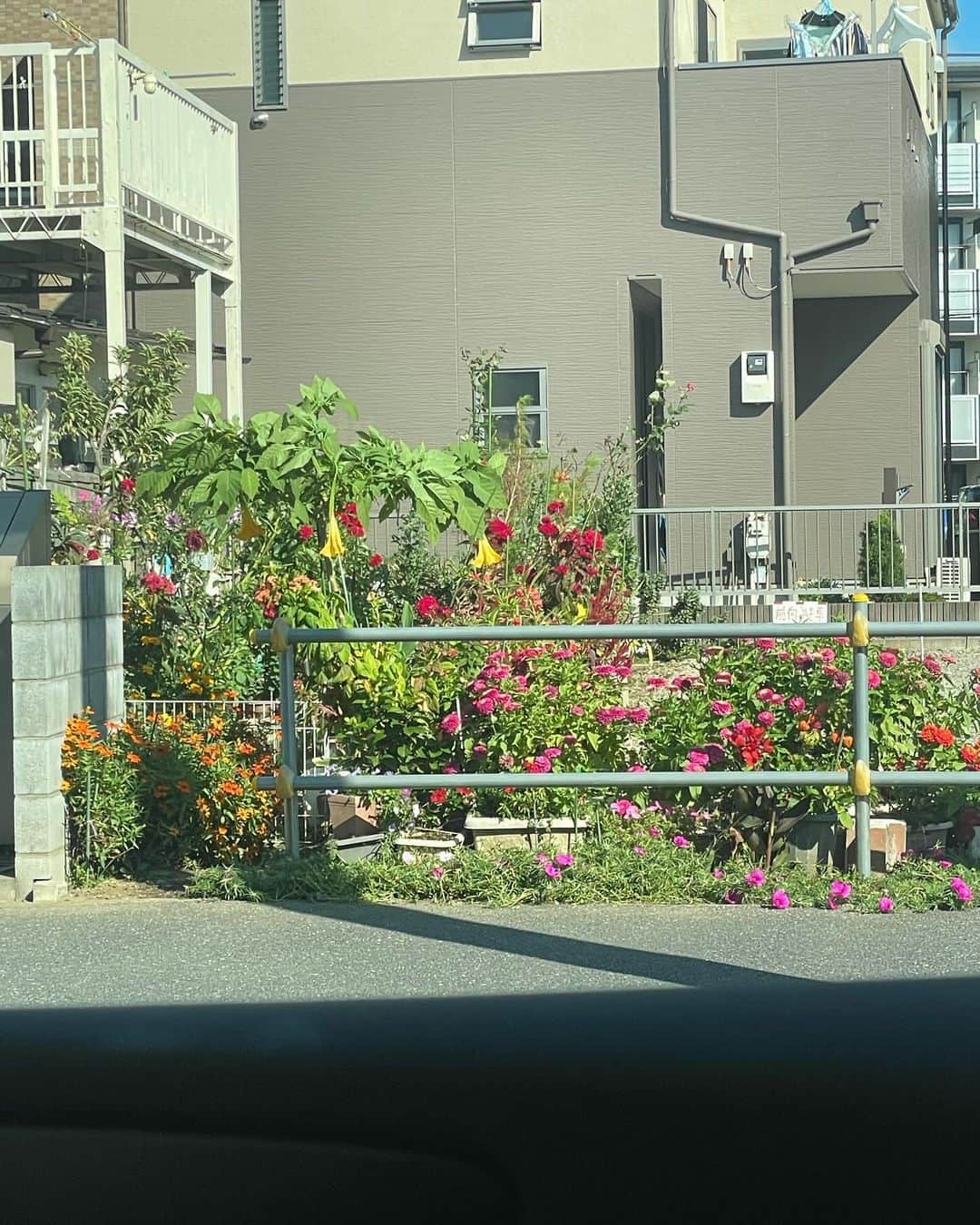 忽那汐里のインスタグラム：「❀✿ʚ♡ɞ🏵️✧ంః🪷🌼✼✾ꕥ」