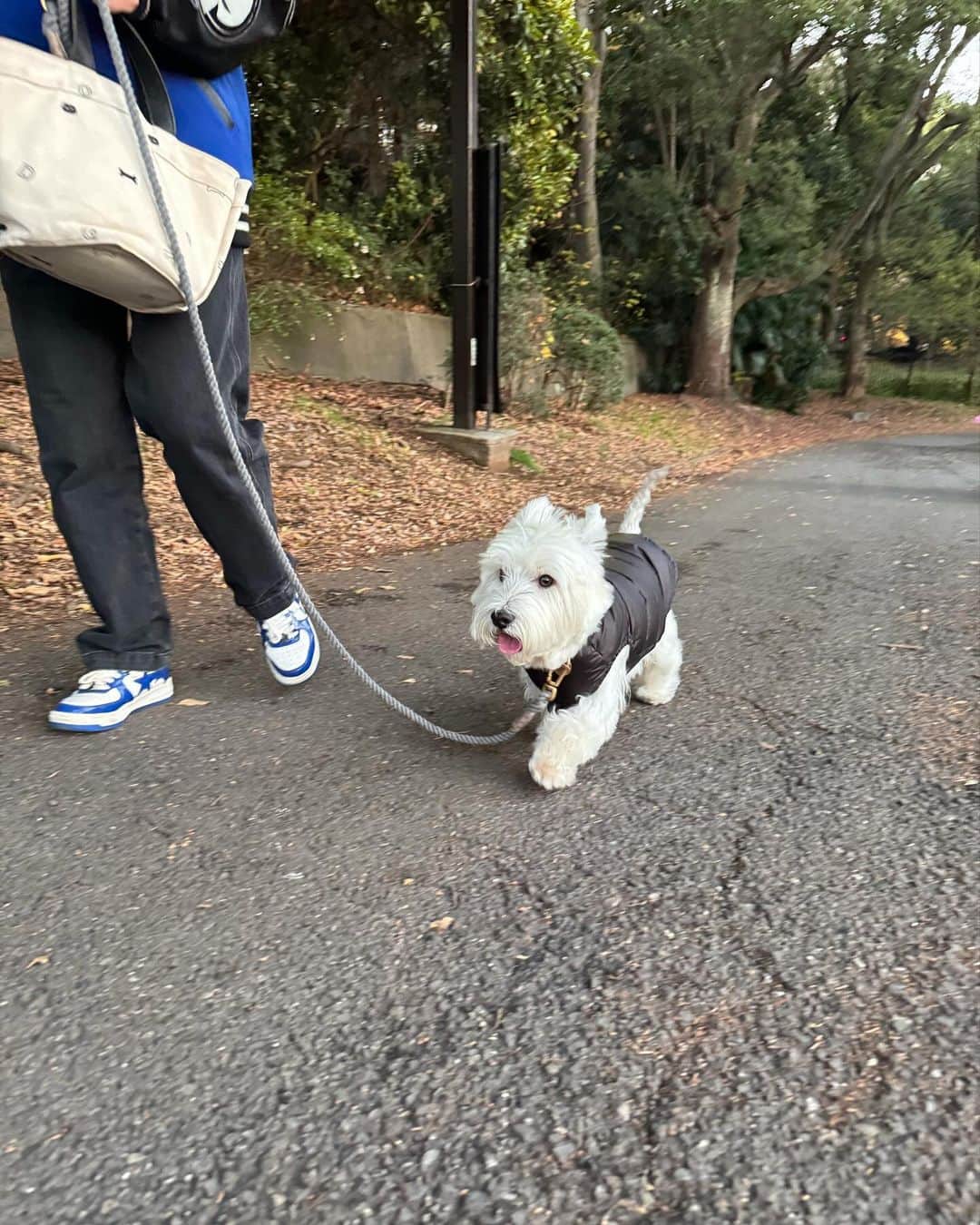滝沢眞規子のインスタグラム：「お姉ちゃんとお散歩は楽しいよ🐶 #うーしゃん」