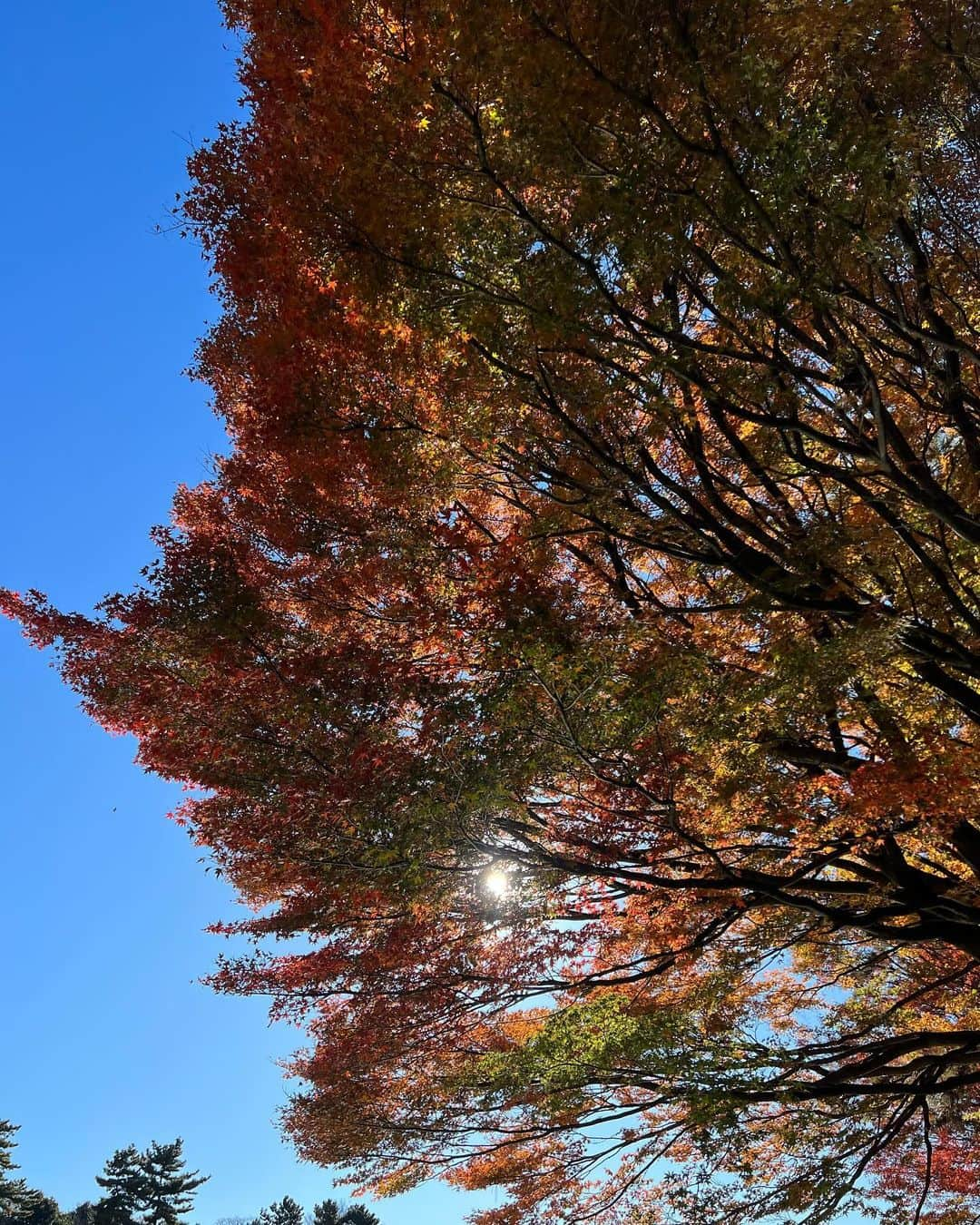 黒澤まさ美さんのインスタグラム写真 - (黒澤まさ美Instagram)「⁡ #愛宕神社 の#紅葉 は今日が1番かも🍁 今年は気温の影響で、紅葉の仕方がいつもと違うところが多いです👀 ⁡ #紅葉狩り  ⁡ #autumnleaves  #atagoshrine  #紅葉スポット」12月13日 17時00分 - masami_kurosawa