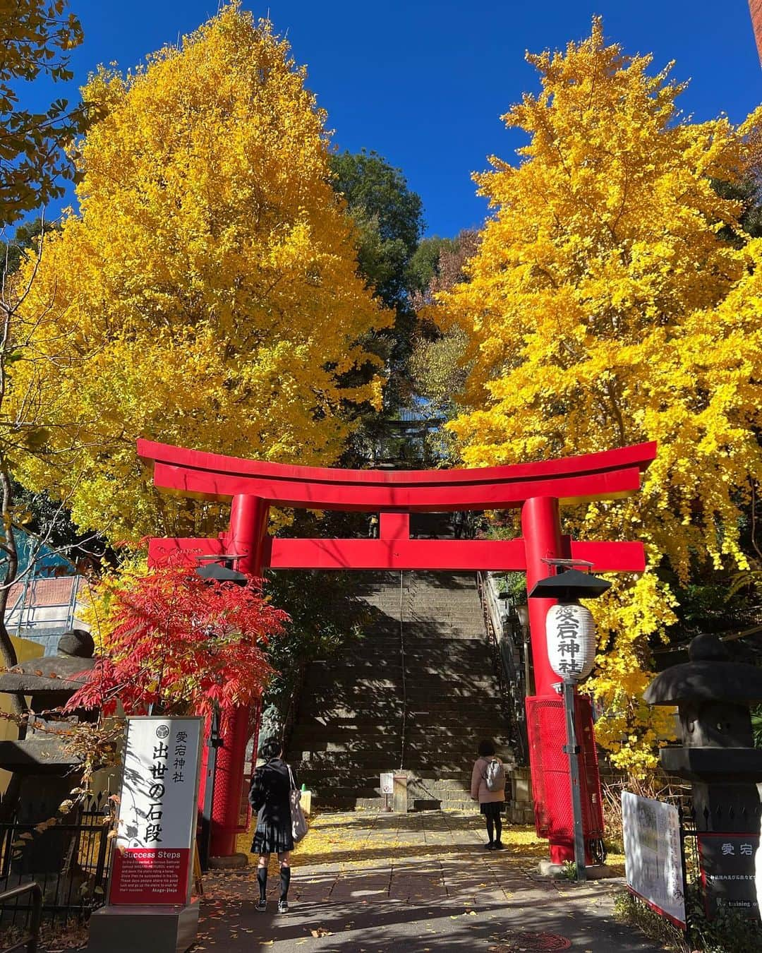 黒澤まさ美のインスタグラム：「⁡ #愛宕神社 の#紅葉 は今日が1番かも🍁 今年は気温の影響で、紅葉の仕方がいつもと違うところが多いです👀 ⁡ #紅葉狩り  ⁡ #autumnleaves  #atagoshrine  #紅葉スポット」