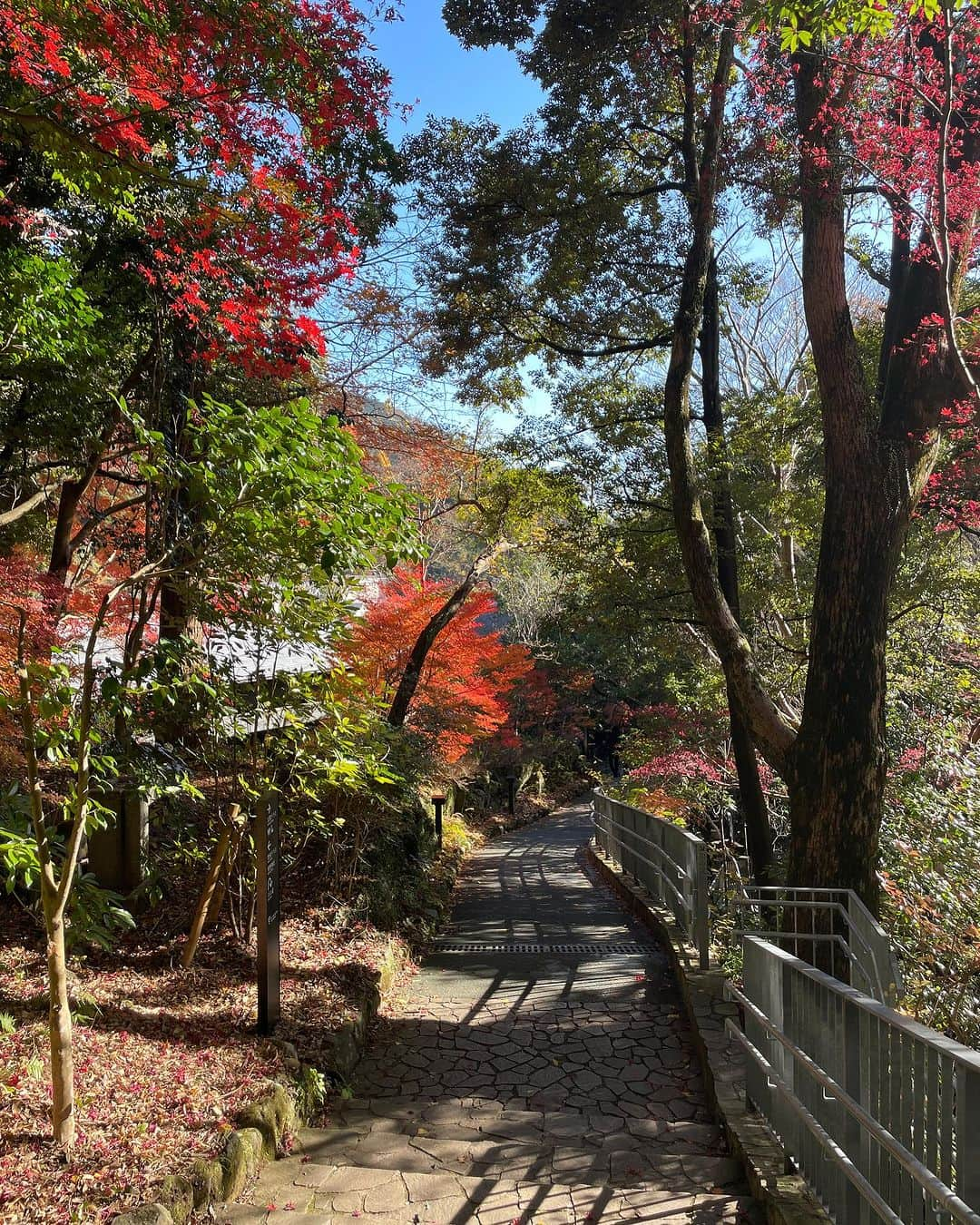 田中彩子さんのインスタグラム写真 - (田中彩子Instagram)「Beautiful Japanese Autumn🍁 美しく儚い秋」12月13日 17時27分 - ayakotanaka_instaofficial