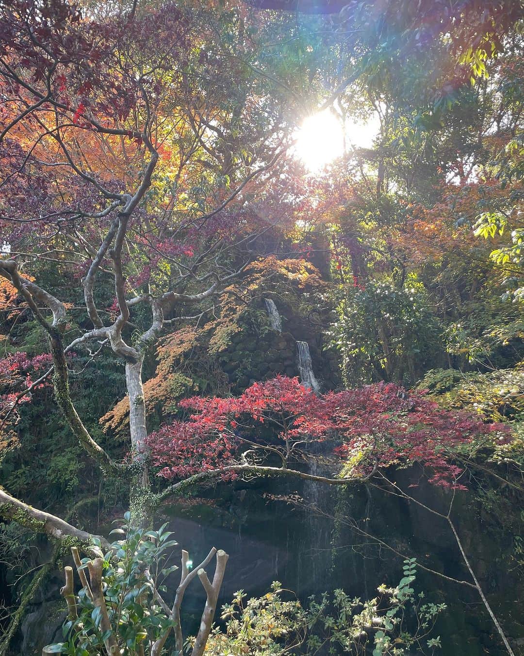 田中彩子さんのインスタグラム写真 - (田中彩子Instagram)「Beautiful Japanese Autumn🍁 美しく儚い秋」12月13日 17時27分 - ayakotanaka_instaofficial