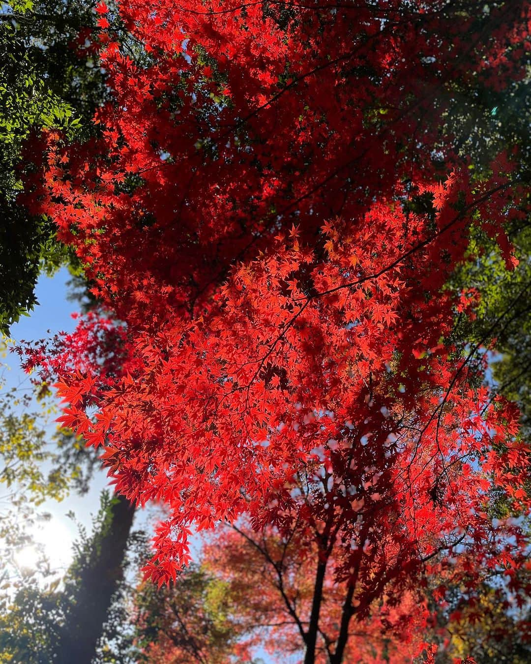 田中彩子さんのインスタグラム写真 - (田中彩子Instagram)「Beautiful Japanese Autumn🍁 美しく儚い秋」12月13日 17時27分 - ayakotanaka_instaofficial