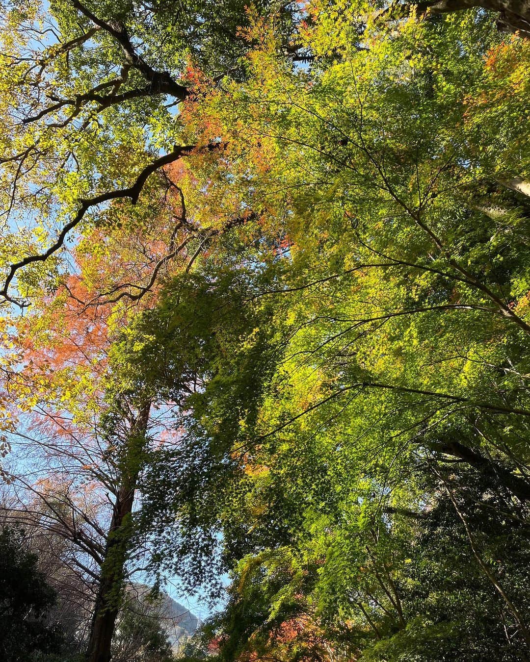 田中彩子さんのインスタグラム写真 - (田中彩子Instagram)「Beautiful Japanese Autumn🍁 美しく儚い秋」12月13日 17時27分 - ayakotanaka_instaofficial