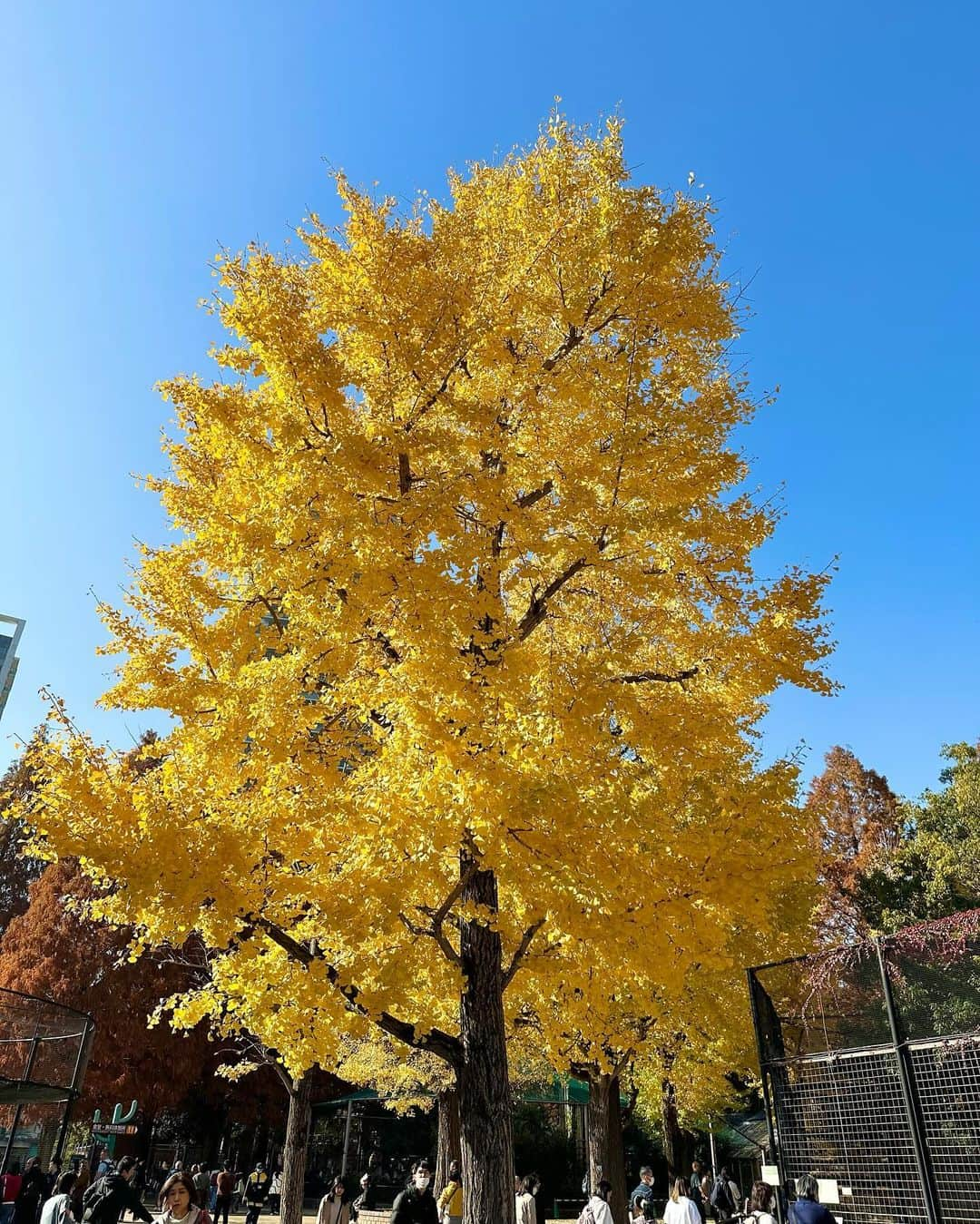 青山あみのインスタグラム：「Beautiful day🍂🍁🌲」