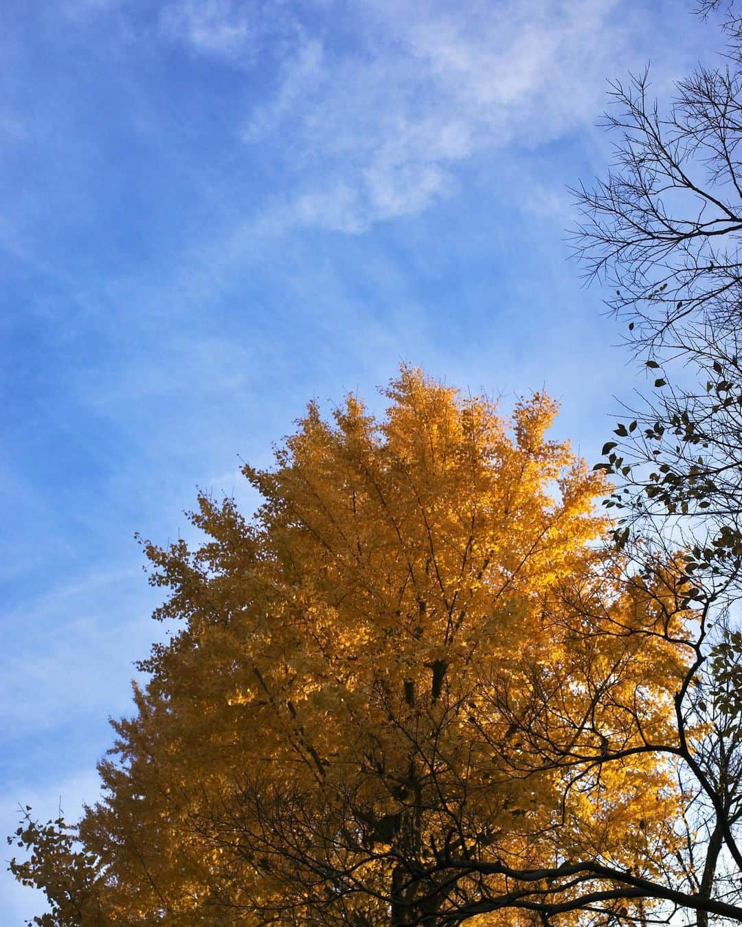 青山あみさんのインスタグラム写真 - (青山あみInstagram)「Beautiful day🍂🍁🌲」12月13日 17時58分 - aoam____i