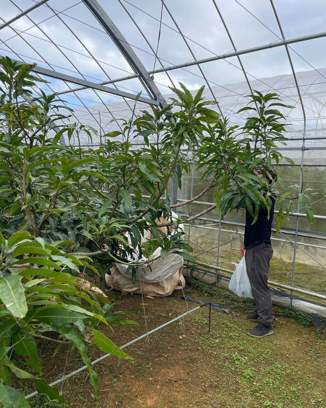 高原直泰さんのインスタグラム写真 - (高原直泰Instagram)「本格的にマンゴー育てます。 来年2000〜3000個収穫予定です。 レクチャーを受けながら、誘引、芽かき作業を急ピッチで行っています。  今年の春に植えたコーヒーは今のところ順調に育っています。 2年前に植えたコーヒーの木は収穫を期待していましたが、台風6号の影響で収穫量はかなり少なくなりました。 また来年に期待します。 #マンゴーを育てる  #コーヒーを育てる #沖縄ライフ #沖縄農業」12月13日 18時33分 - takahara.osv