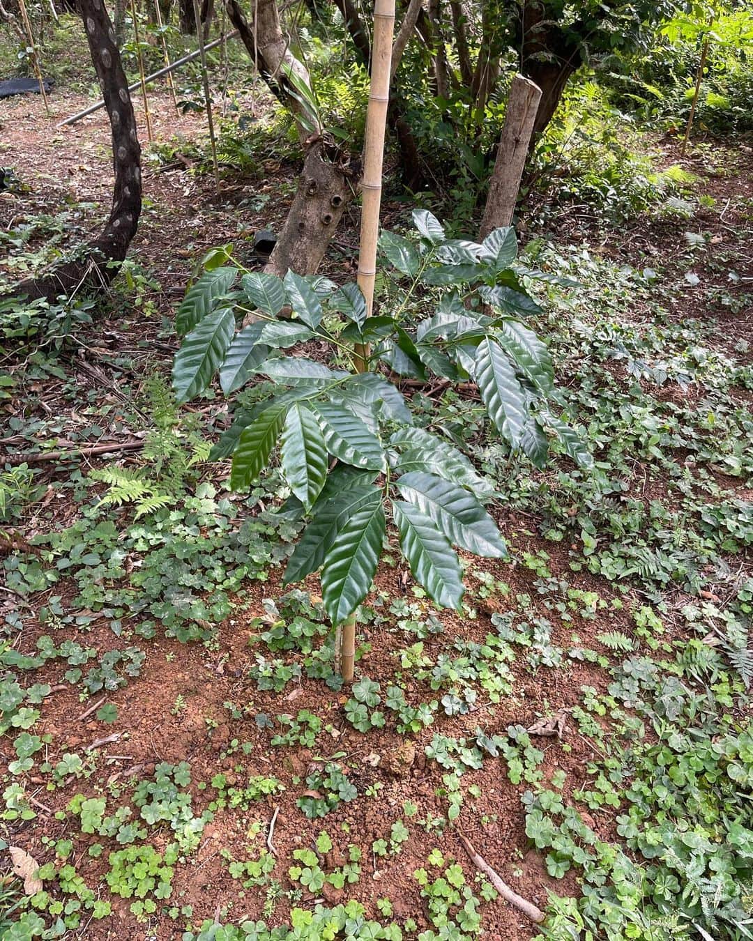 高原直泰さんのインスタグラム写真 - (高原直泰Instagram)「本格的にマンゴー育てます。 来年2000〜3000個収穫予定です。 レクチャーを受けながら、誘引、芽かき作業を急ピッチで行っています。  今年の春に植えたコーヒーは今のところ順調に育っています。 2年前に植えたコーヒーの木は収穫を期待していましたが、台風6号の影響で収穫量はかなり少なくなりました。 また来年に期待します。 #マンゴーを育てる  #コーヒーを育てる #沖縄ライフ #沖縄農業」12月13日 18時33分 - takahara.osv