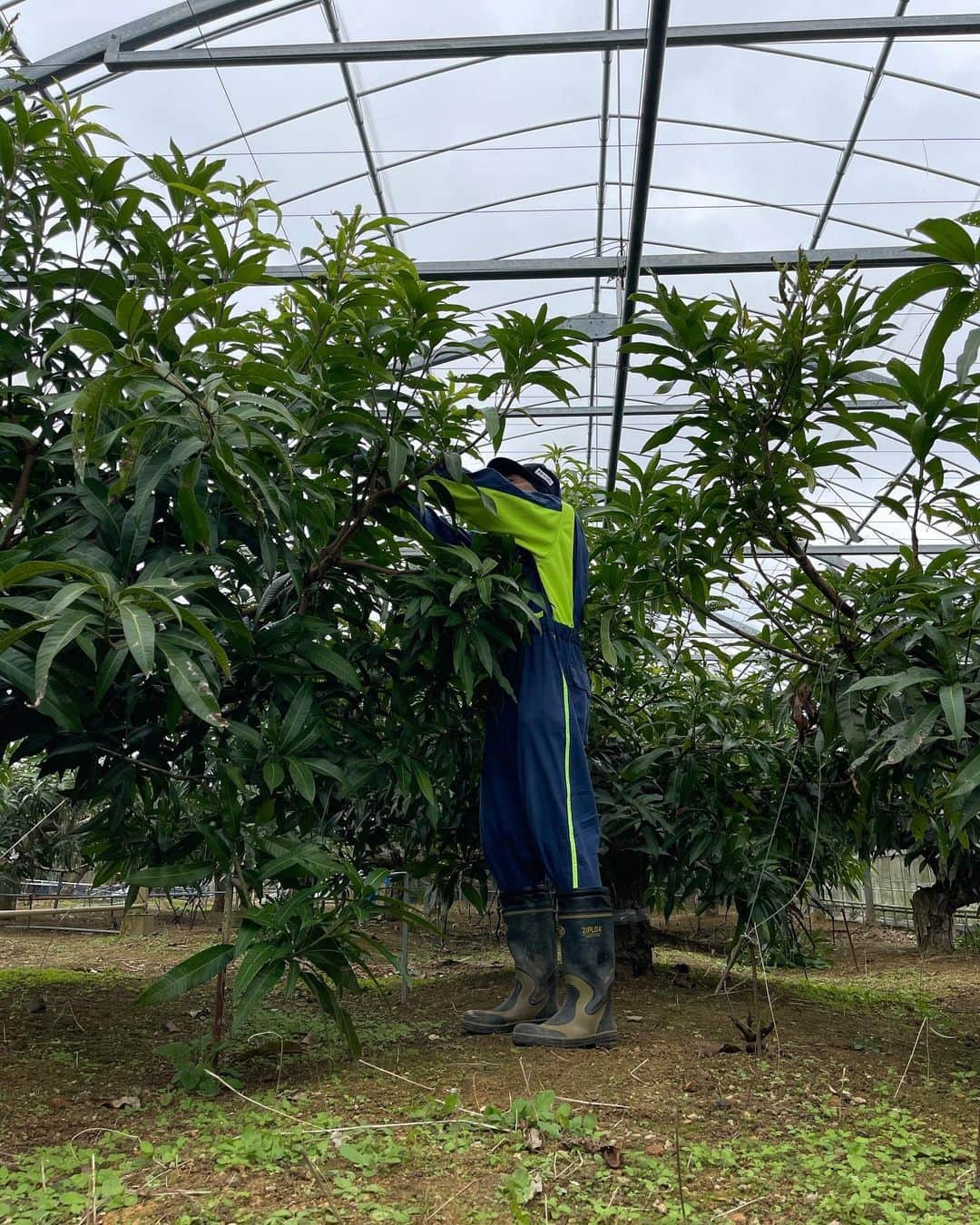 高原直泰のインスタグラム：「本格的にマンゴー育てます。 来年2000〜3000個収穫予定です。 レクチャーを受けながら、誘引、芽かき作業を急ピッチで行っています。  今年の春に植えたコーヒーは今のところ順調に育っています。 2年前に植えたコーヒーの木は収穫を期待していましたが、台風6号の影響で収穫量はかなり少なくなりました。 また来年に期待します。 #マンゴーを育てる  #コーヒーを育てる #沖縄ライフ #沖縄農業」