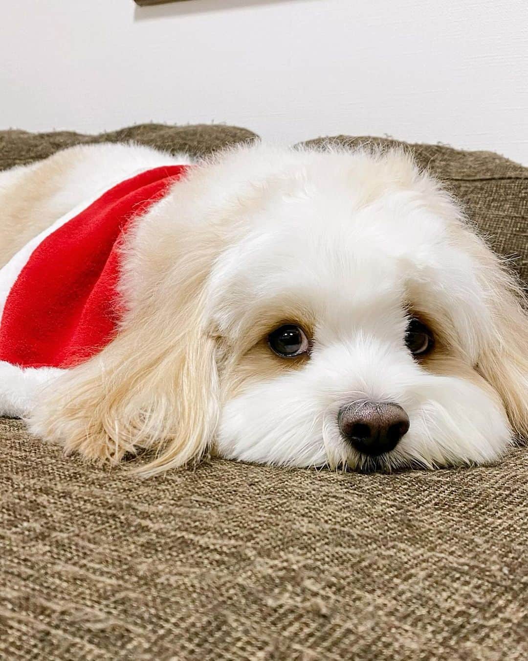 あんちゃんさんのインスタグラム写真 - (あんちゃんInstagram)「あんサンタ🎅🏻🐾  １２月に入って 街もすっかりクリスマスムード🎄  私たちも先日 ずっと行ってみたかった『青の洞窟 SHIBUYA』に イルミネーション見に行ってきました💖  せっかくなので あんちゃんもクリスマス仕様に🎅🏻✨  に、似合うぅぅぅ🥹💕  Galaxy Z Flip5のカメラだと 夜イルミネーションの中でも ちゃんと写真が撮れるのがありがたい👏  そしてツーショットが撮りたい時も Flip5を地面に置いて 手のひらシャッターを使えばラクラク✌️  便利で助かるっ😚🎶  ちなみにお出かけ前には あんサンタとモチモチトナカイが 仲良くおやつ食べてる動画も撮ったよ🐶👶🏻  …あんちゃん最後 モチモチのおやつ奪ってるけどね🤣🤣  ジャイアニズムは 兄になった今も健在です。笑  人が集まるところが好きなあんちゃん いっぱい声もかけてもらって 終始ルンルンハイテンション🙌  疲れたのか帰宅後はもうオネム💤  ネムネムなあんサンタが可愛くて それも動画におさめました🤣💘  おじいちゃんみたいで 表情までサンタに寄ってた🎅🏻 かわいい。笑  てことで今回のフレックスウィンドウは あんサンタを待ち受けに設定したよ🐶⭐️  時計の色をグリーンに設定して 赤のコスチュームとあわせて クリスマスカラーにした🎄❤️  お気に入り🥰  #AD  #TeamGalaxy  #GalaxyZFlip5  #withGalaxy  #Galaxyのある生活  #JoinTheFlipSide  #キャバションあんちゃん #あんちゃん　 #キャバション」12月13日 18時59分 - anchan_0115_andy