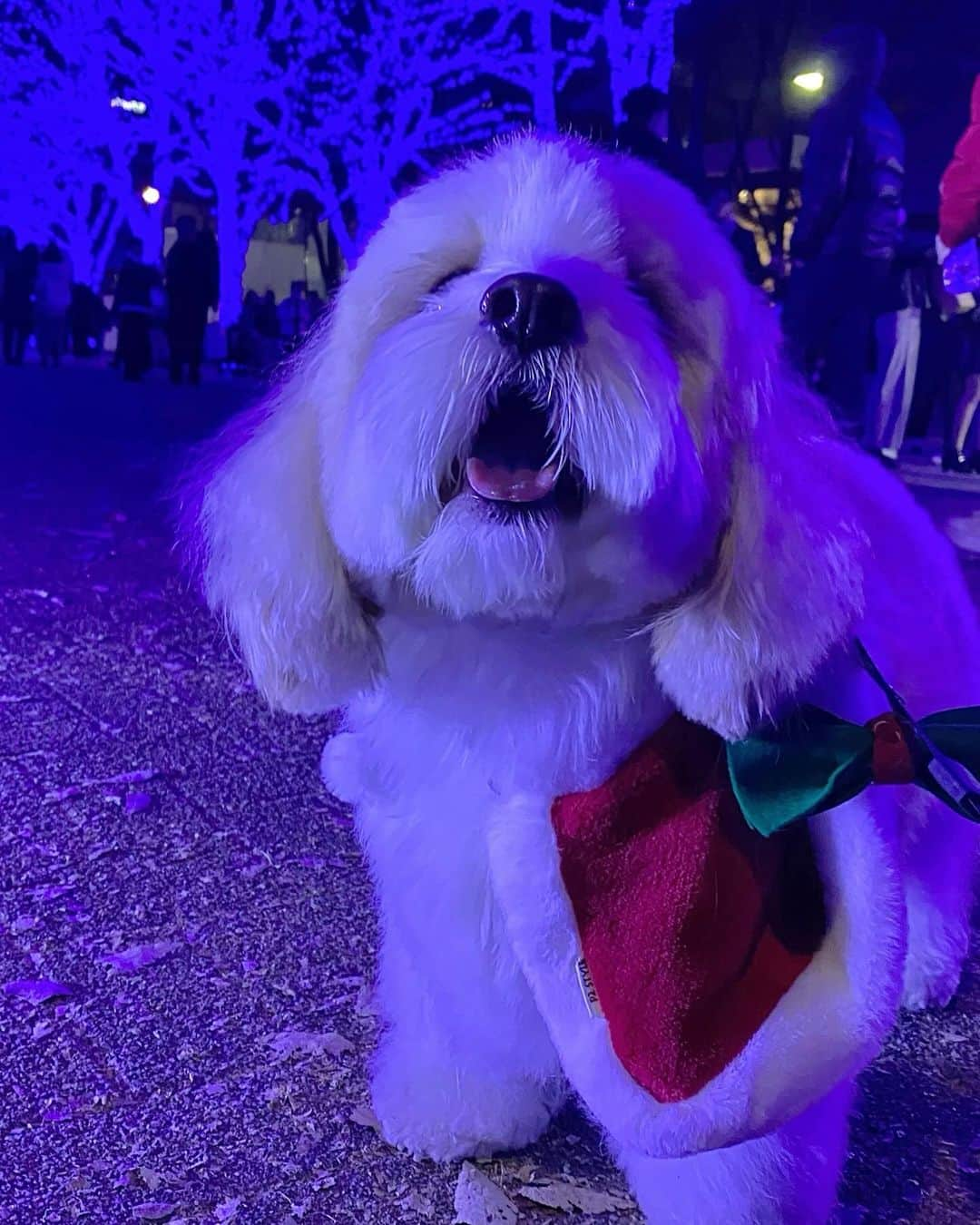 あんちゃんさんのインスタグラム写真 - (あんちゃんInstagram)「あんサンタ🎅🏻🐾  １２月に入って 街もすっかりクリスマスムード🎄  私たちも先日 ずっと行ってみたかった『青の洞窟 SHIBUYA』に イルミネーション見に行ってきました💖  せっかくなので あんちゃんもクリスマス仕様に🎅🏻✨  に、似合うぅぅぅ🥹💕  Galaxy Z Flip5のカメラだと 夜イルミネーションの中でも ちゃんと写真が撮れるのがありがたい👏  そしてツーショットが撮りたい時も Flip5を地面に置いて 手のひらシャッターを使えばラクラク✌️  便利で助かるっ😚🎶  ちなみにお出かけ前には あんサンタとモチモチトナカイが 仲良くおやつ食べてる動画も撮ったよ🐶👶🏻  …あんちゃん最後 モチモチのおやつ奪ってるけどね🤣🤣  ジャイアニズムは 兄になった今も健在です。笑  人が集まるところが好きなあんちゃん いっぱい声もかけてもらって 終始ルンルンハイテンション🙌  疲れたのか帰宅後はもうオネム💤  ネムネムなあんサンタが可愛くて それも動画におさめました🤣💘  おじいちゃんみたいで 表情までサンタに寄ってた🎅🏻 かわいい。笑  てことで今回のフレックスウィンドウは あんサンタを待ち受けに設定したよ🐶⭐️  時計の色をグリーンに設定して 赤のコスチュームとあわせて クリスマスカラーにした🎄❤️  お気に入り🥰  #AD  #TeamGalaxy  #GalaxyZFlip5  #withGalaxy  #Galaxyのある生活  #JoinTheFlipSide  #キャバションあんちゃん #あんちゃん　 #キャバション」12月13日 18時59分 - anchan_0115_andy