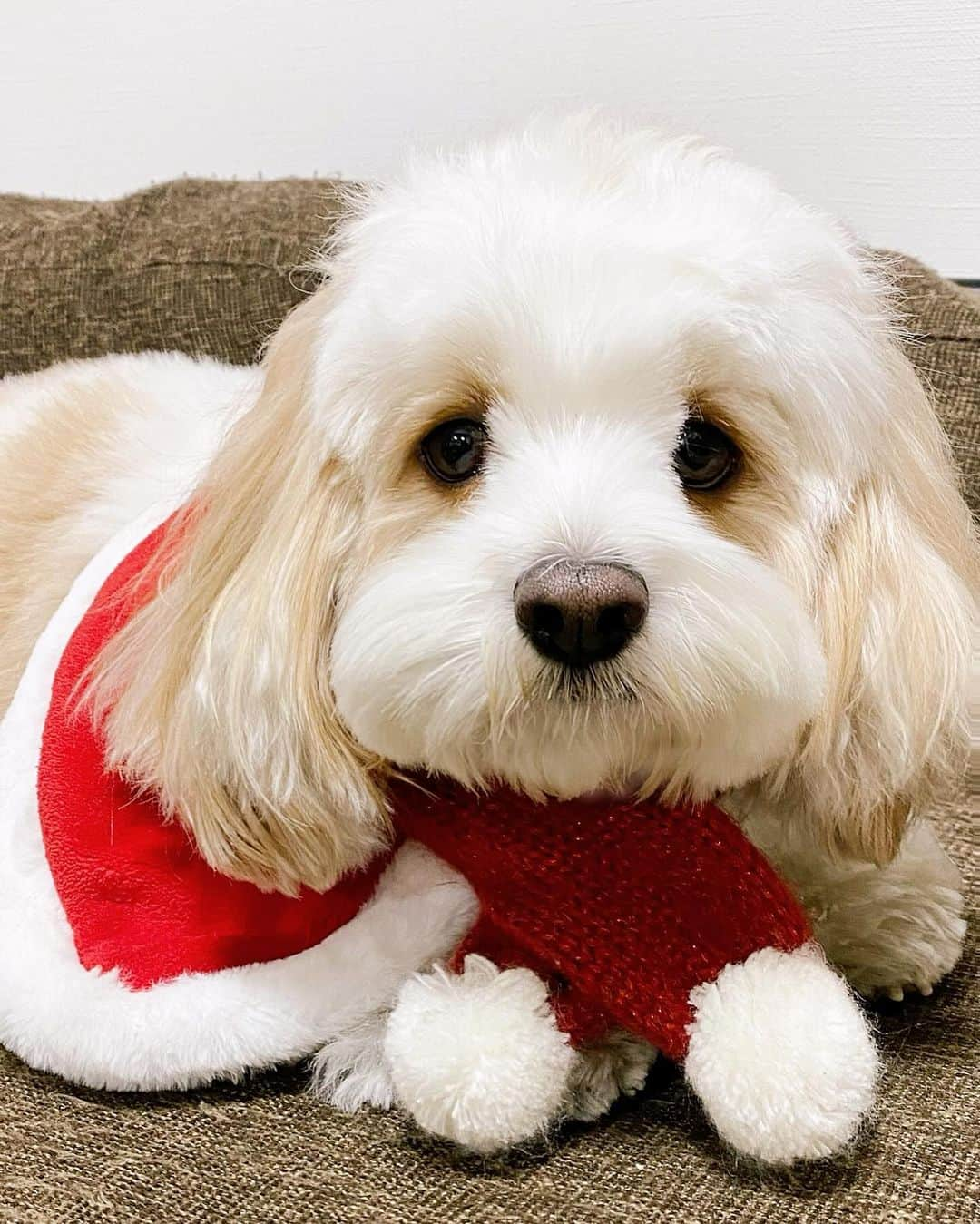 あんちゃんのインスタグラム：「あんサンタ🎅🏻🐾  １２月に入って 街もすっかりクリスマスムード🎄  私たちも先日 ずっと行ってみたかった『青の洞窟 SHIBUYA』に イルミネーション見に行ってきました💖  せっかくなので あんちゃんもクリスマス仕様に🎅🏻✨  に、似合うぅぅぅ🥹💕  Galaxy Z Flip5のカメラだと 夜イルミネーションの中でも ちゃんと写真が撮れるのがありがたい👏  そしてツーショットが撮りたい時も Flip5を地面に置いて 手のひらシャッターを使えばラクラク✌️  便利で助かるっ😚🎶  ちなみにお出かけ前には あんサンタとモチモチトナカイが 仲良くおやつ食べてる動画も撮ったよ🐶👶🏻  …あんちゃん最後 モチモチのおやつ奪ってるけどね🤣🤣  ジャイアニズムは 兄になった今も健在です。笑  人が集まるところが好きなあんちゃん いっぱい声もかけてもらって 終始ルンルンハイテンション🙌  疲れたのか帰宅後はもうオネム💤  ネムネムなあんサンタが可愛くて それも動画におさめました🤣💘  おじいちゃんみたいで 表情までサンタに寄ってた🎅🏻 かわいい。笑  てことで今回のフレックスウィンドウは あんサンタを待ち受けに設定したよ🐶⭐️  時計の色をグリーンに設定して 赤のコスチュームとあわせて クリスマスカラーにした🎄❤️  お気に入り🥰  #AD  #TeamGalaxy  #GalaxyZFlip5  #withGalaxy  #Galaxyのある生活  #JoinTheFlipSide  #キャバションあんちゃん #あんちゃん　 #キャバション」