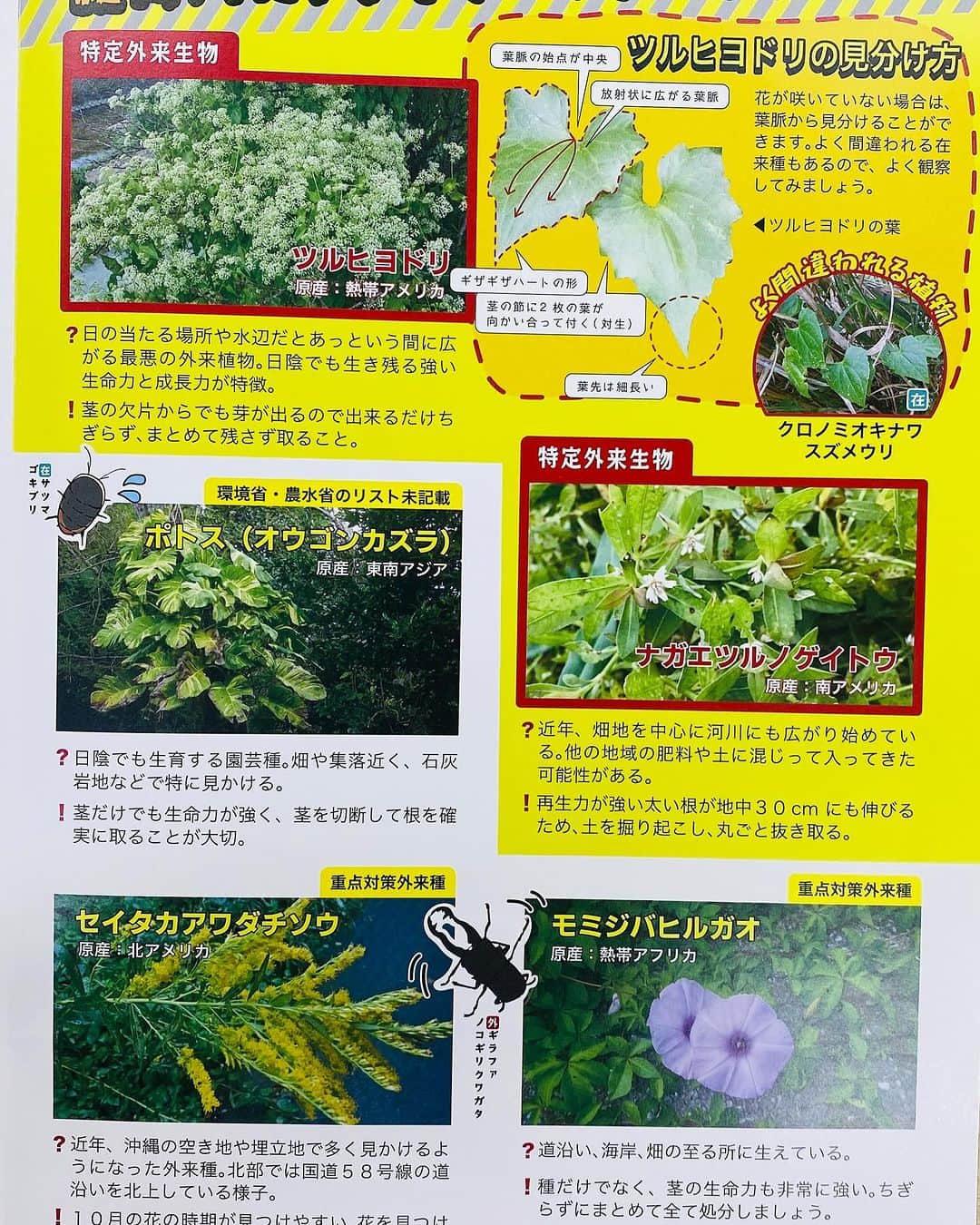 おきなわLikesさんのインスタグラム写真 - (おきなわLikesInstagram)「1つ前の投稿の 外来植物除草活動について、 パンフ掲載させて頂きますね☺️」12月13日 19時00分 - okinawa_likes