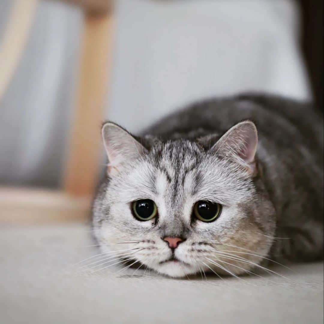 寅次郎（とらちゃん）のインスタグラム：「おもちゃにロックオン👀✨  #ミヌエット #猫との暮らし #playingcat #bns_cats #ねこのきもち」
