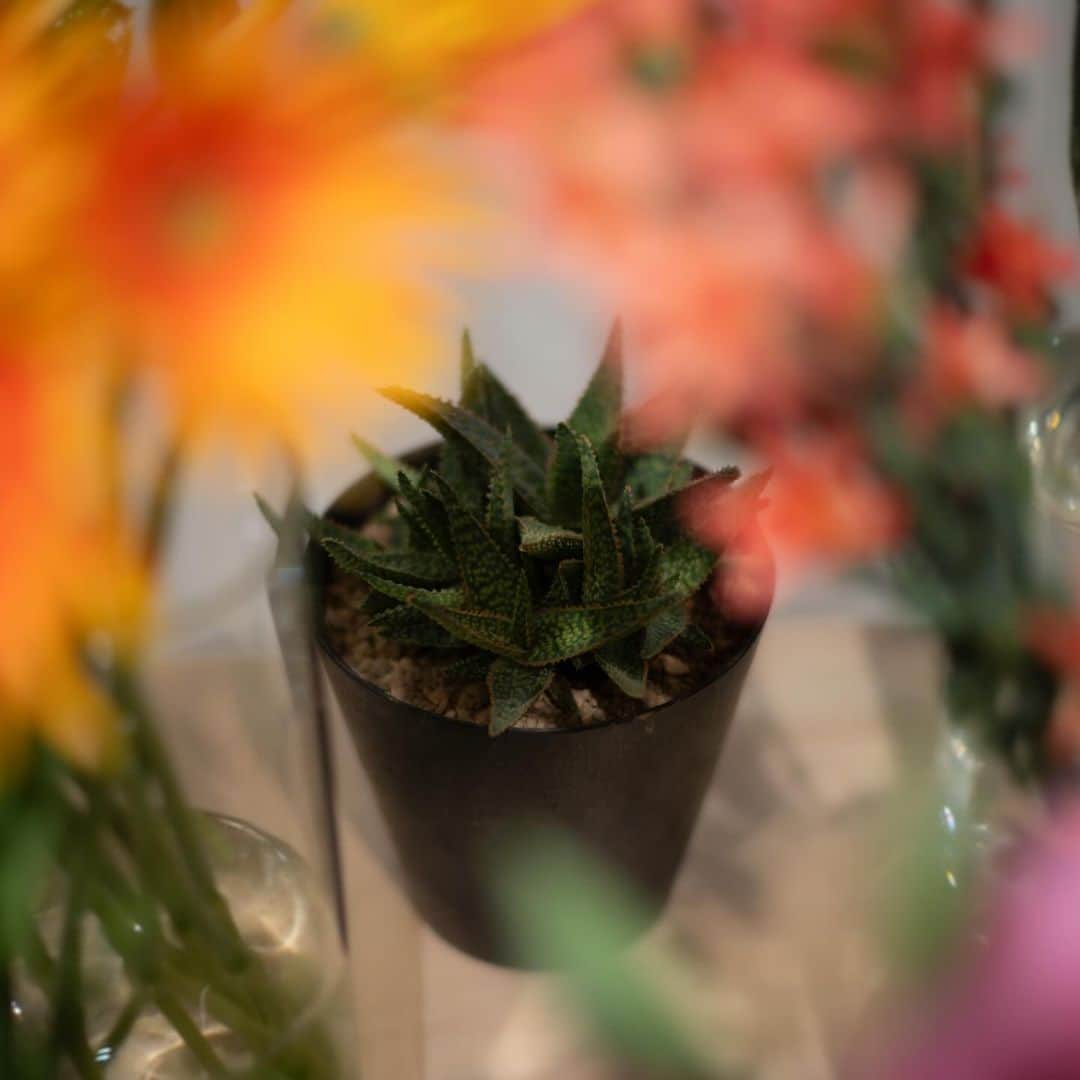 GINZA SONY PARK PROJECTさんのインスタグラム写真 - (GINZA SONY PARK PROJECTInstagram)「【店内を彩る花々 / Colors and flowers spreads in the store】  『花のLoveletter』の期間中、Sony Park MiniにはLOVELETTER店主memeさんによる生け込みも並んでいます。  色鮮やかな花々や緑に囲まれた空間で西銀座駐車場コーヒーのドリンクをお楽しみください。  鉢物は、購入いただくこともできます。  During this "Flower Loveletter" program, Sony Park Mini is also filled with colorful flower arrangements. Have a nice coffee time from Nishi-Ginza Parking Coffee, surrounded by flowers.  @loveletter_meme  #花のLoveletter #LoveLetter #FlowerShop #花屋 #銀座ギャラリー #銀座アート巡り #SonyParkMini #SonyPark #Ginza #GinzaSonyParkProject」12月13日 19時03分 - ginzasonypark