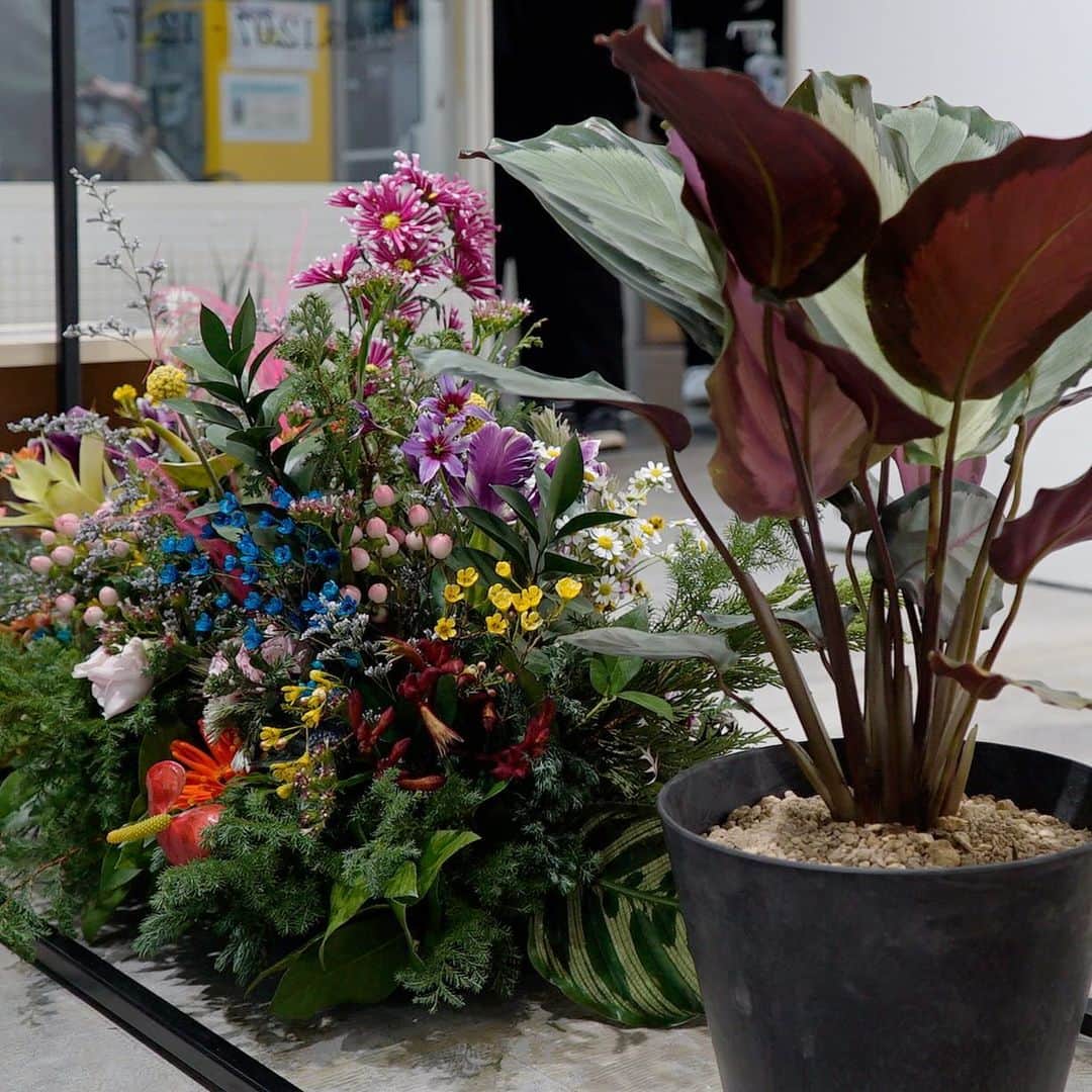 GINZA SONY PARK PROJECTさんのインスタグラム写真 - (GINZA SONY PARK PROJECTInstagram)「【店内を彩る花々 / Colors and flowers spreads in the store】  『花のLoveletter』の期間中、Sony Park MiniにはLOVELETTER店主memeさんによる生け込みも並んでいます。  色鮮やかな花々や緑に囲まれた空間で西銀座駐車場コーヒーのドリンクをお楽しみください。  鉢物は、購入いただくこともできます。  During this "Flower Loveletter" program, Sony Park Mini is also filled with colorful flower arrangements. Have a nice coffee time from Nishi-Ginza Parking Coffee, surrounded by flowers.  @loveletter_meme  #花のLoveletter #LoveLetter #FlowerShop #花屋 #銀座ギャラリー #銀座アート巡り #SonyParkMini #SonyPark #Ginza #GinzaSonyParkProject」12月13日 19時03分 - ginzasonypark