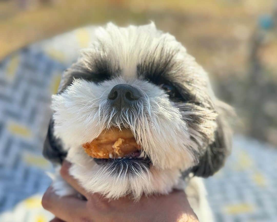 いくらさんのインスタグラム写真 - (いくらInstagram)「先週末、ポカポカお天気だったので家族でピクニックした時のこと。 ・ ピクニックシートでまったりしていると… ・ 隙を見計らって巨大な唐揚げに食いつくモフモフおばけが出現…🤤🍗 ・ モフモフおばけの胃袋に収納される前になんとか唐揚げを救出できました😮‍💨 ・ 油断も隙もあったもんじゃねぇ🤣 ・ ▼おまけ 少動物園にいたモルモットがいくらにそっくりだったのでパシャリ🐹💕 ・ ・ #shizthu #シーズー #dogsofinstagram #dog #shihtzu #犬 #shizthulovers #cute #シーズー犬 #犬のいる暮らし #シーズー男の子 #dogstagram #シーズー大好き #いぬすたぐらむ #シーズー大好き部 #わんすたぐらむ #愛犬 #ふわもこ部 #shihtzugram #いぬバカ部 #cutedogs #shihtzulovers #お散歩 #犬の動画 #お散歩」12月13日 19時57分 - i_am_ikura