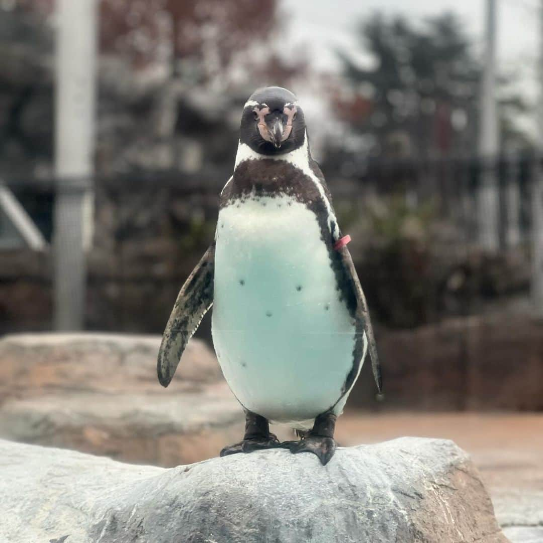 倉河奈央さんのインスタグラム写真 - (倉河奈央Instagram)「▫️可愛いすぎた動物たちお気に入り載せる🐧」12月13日 20時59分 - nao_kurakawa