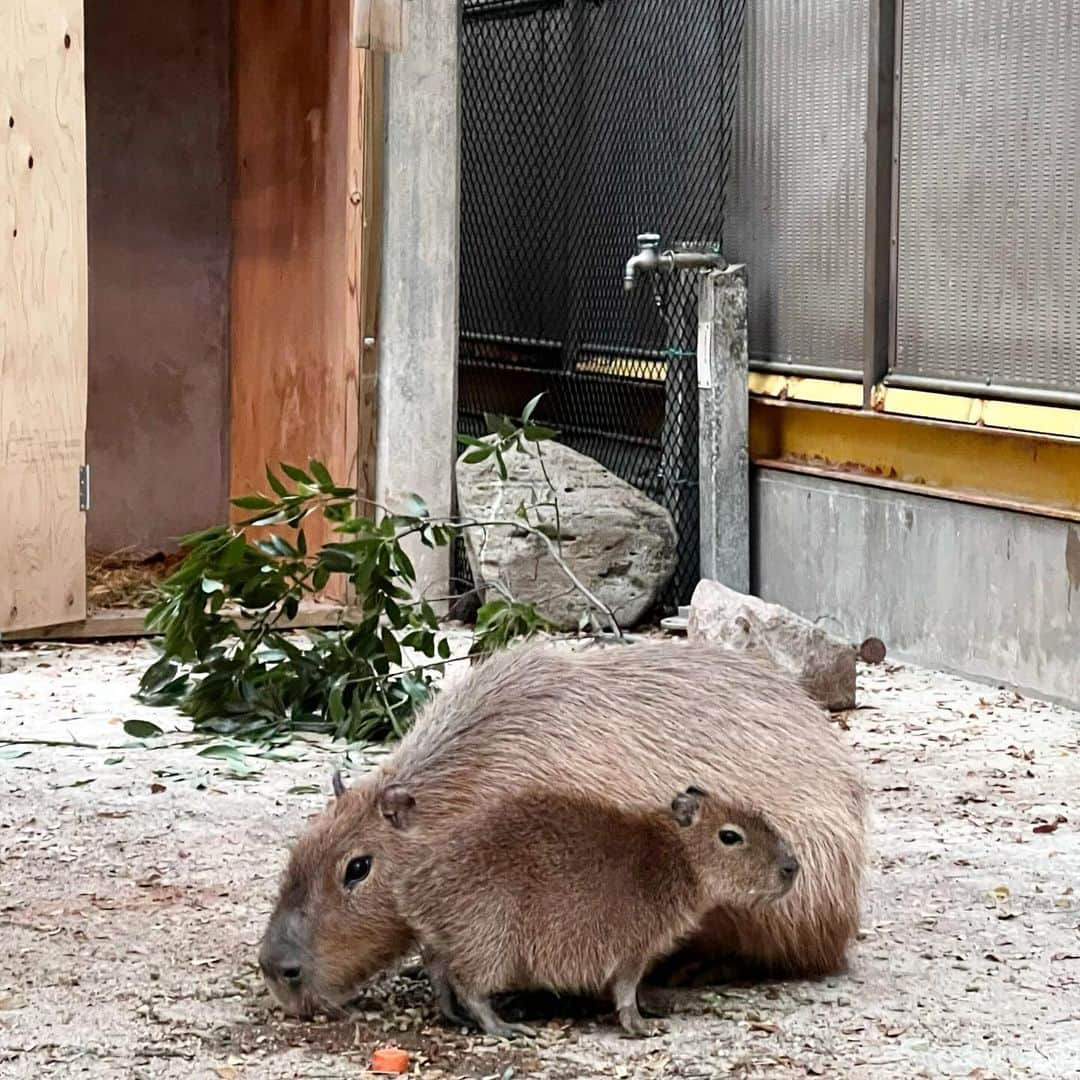 倉河奈央のインスタグラム：「▫️可愛いすぎた動物たちお気に入り載せる🐧」